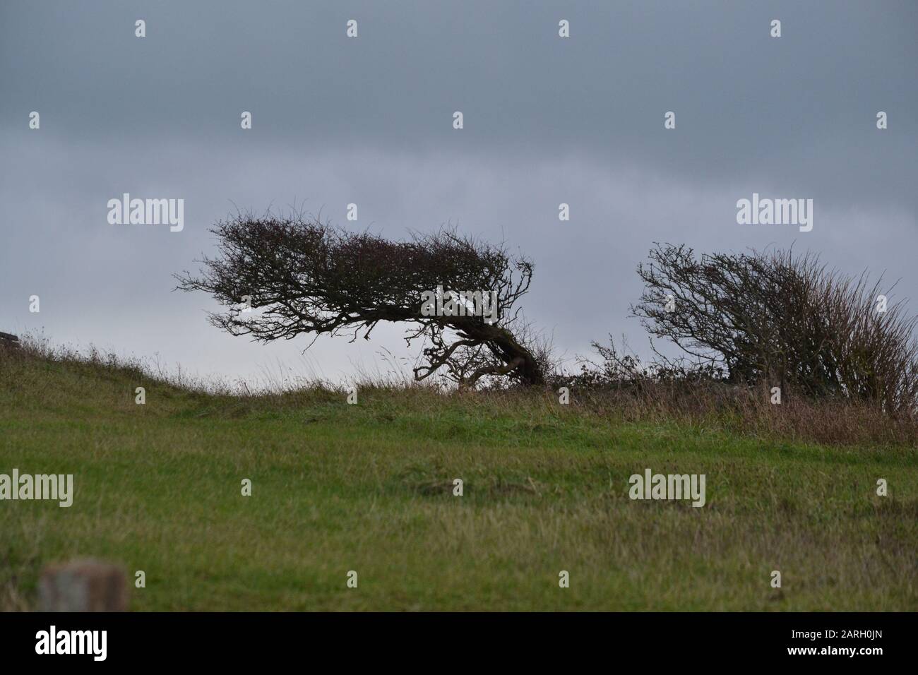 Windswept albero in una giornata noiosa in Sussex. REGNO UNITO Foto Stock