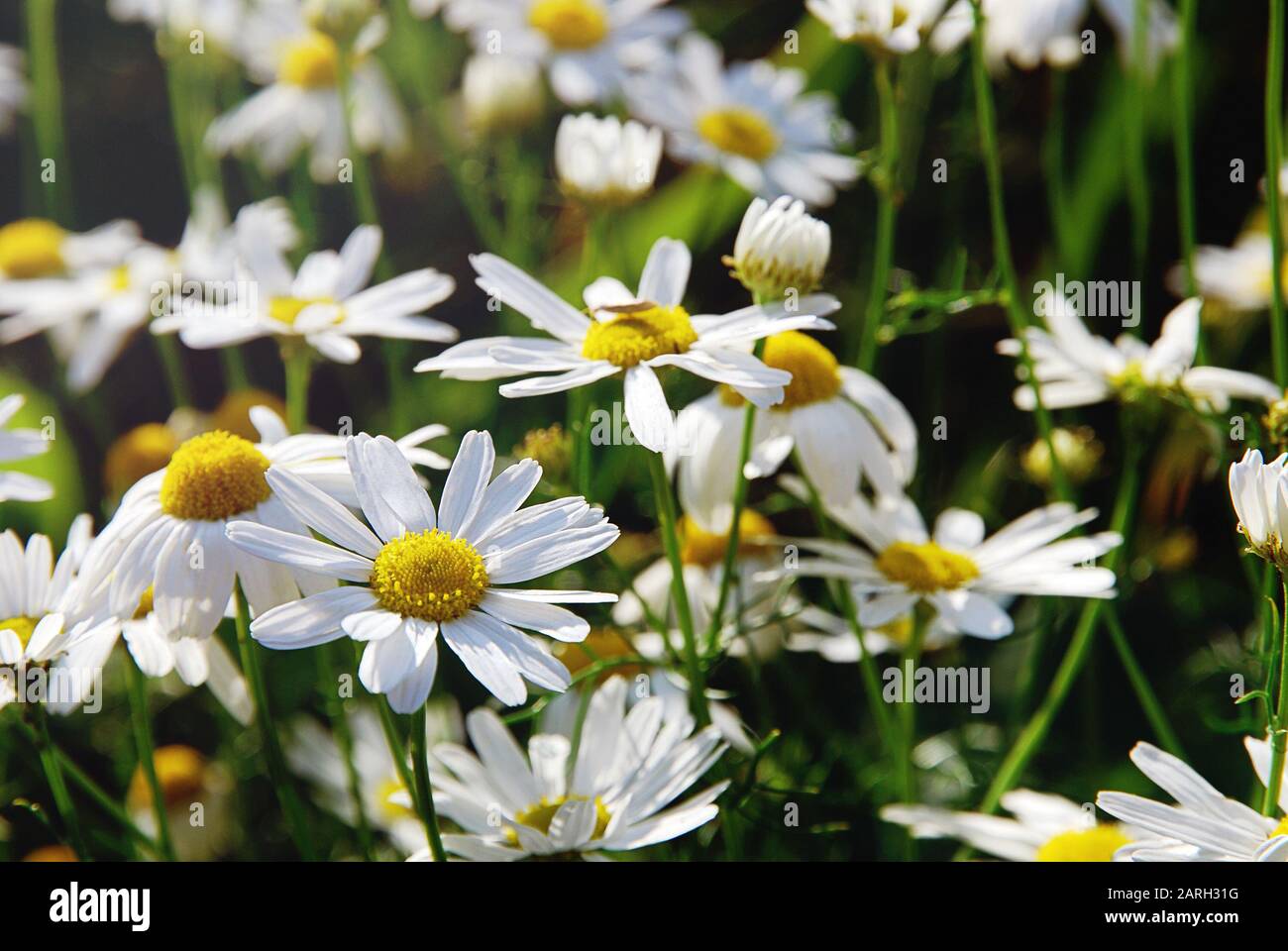 Fiori di camomilla selvatici nella giornata di sole, fuoco selettivo Foto Stock