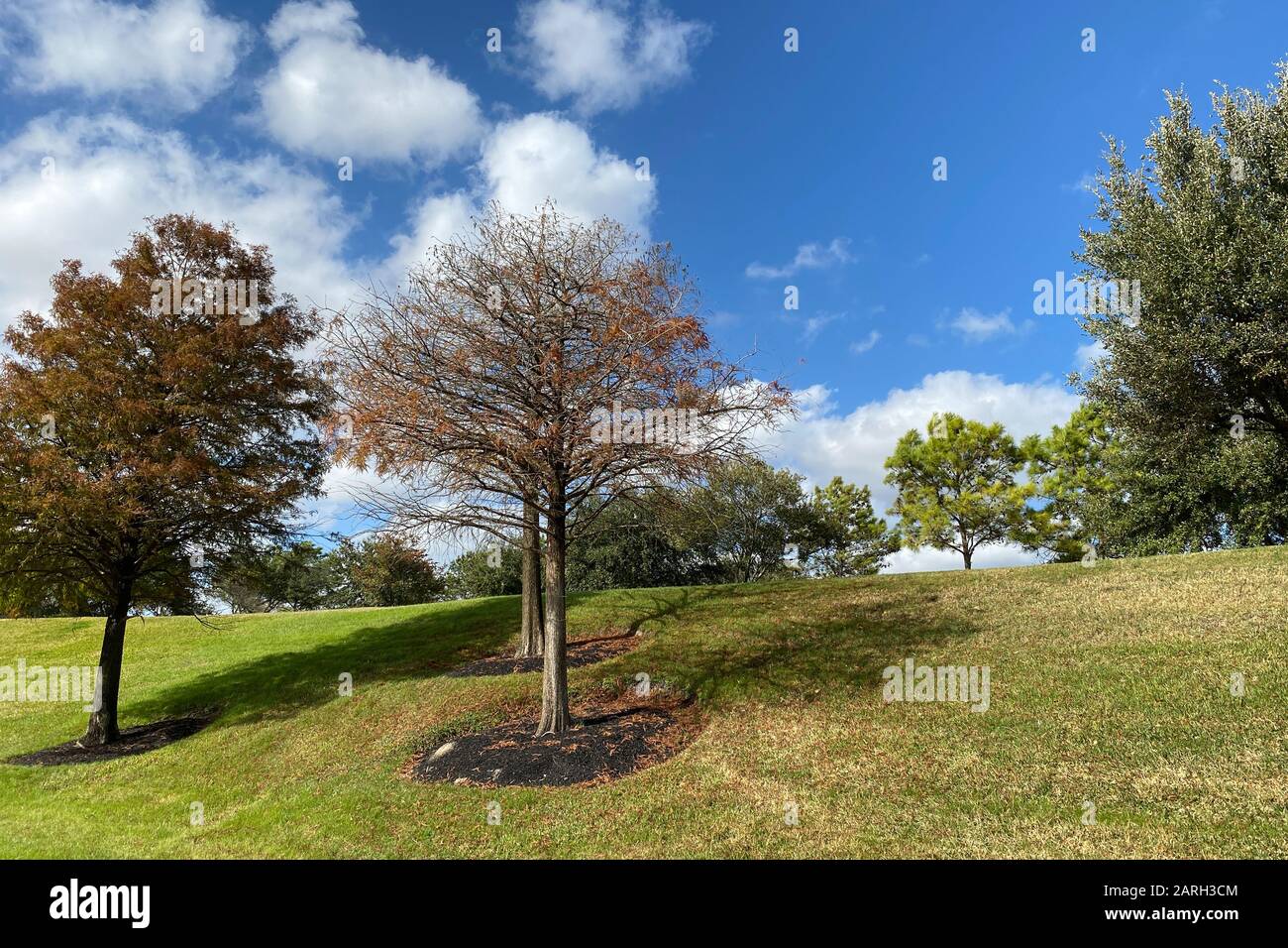 una collina con alberi soleggiato nuvoloso giorno Foto Stock