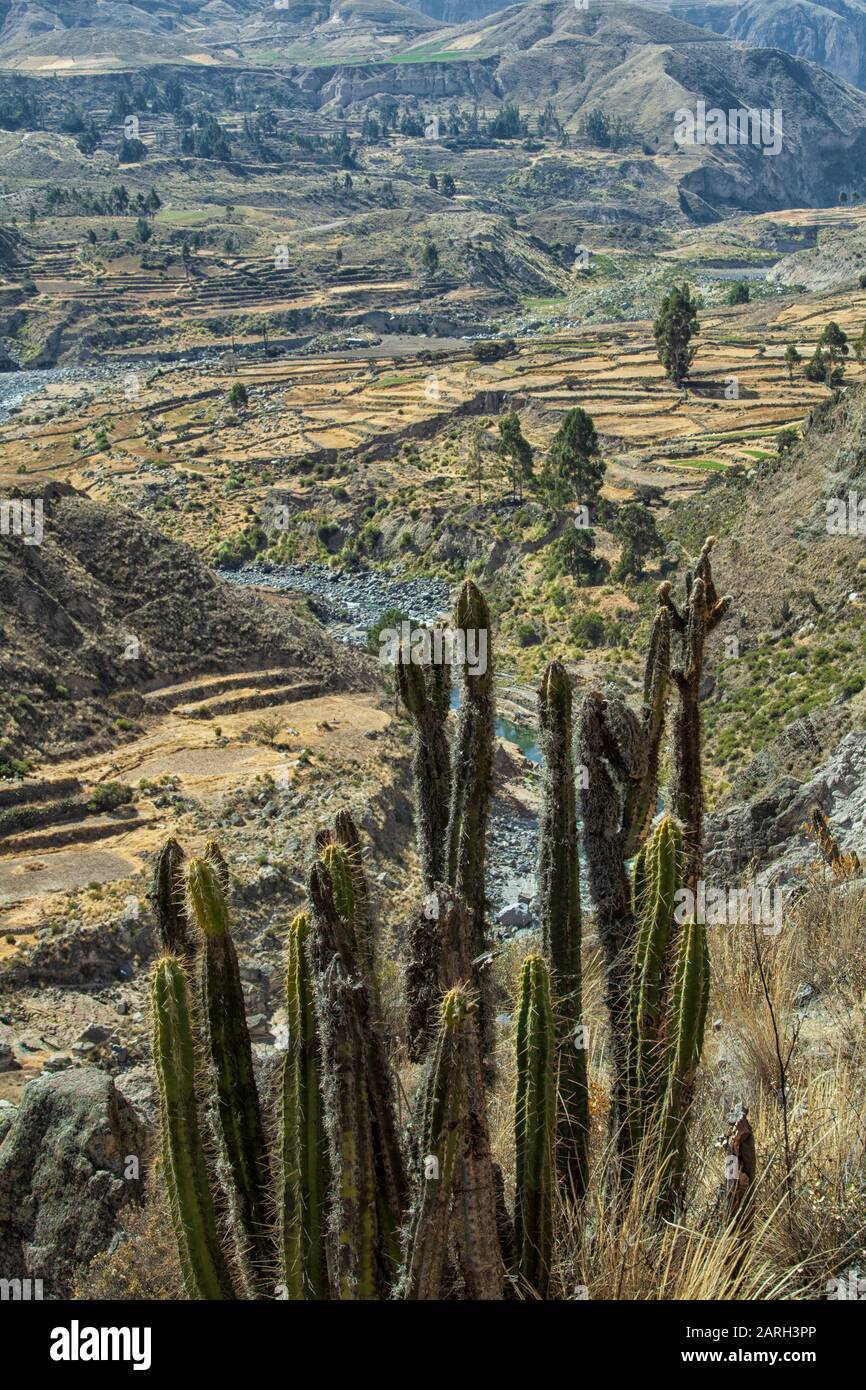 Vista panoramica del Canyon de Colca, Perù. Foto Stock