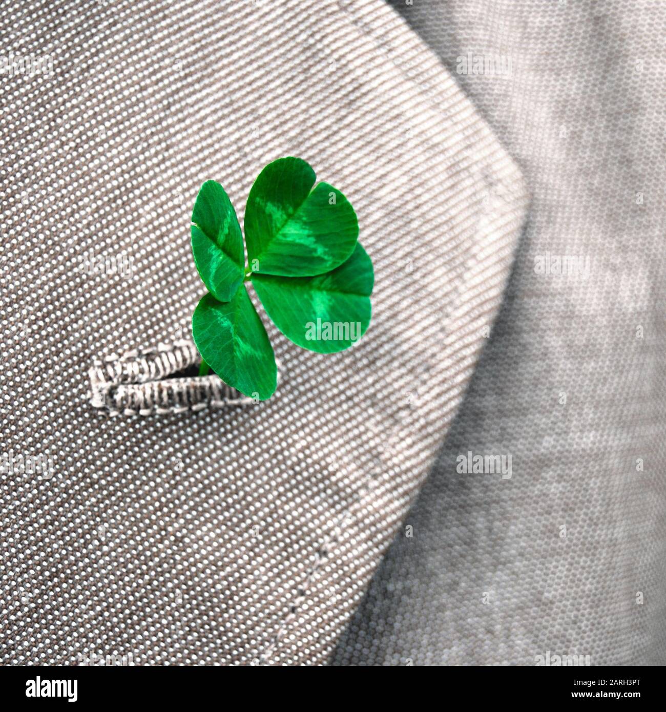 Vero trifoglio fortunato con quattro foglie in un buco di buttonhole Foto Stock