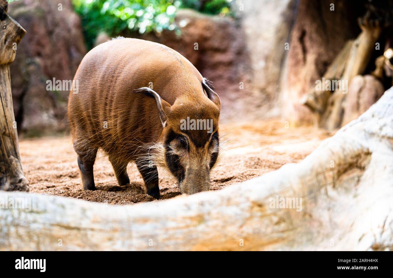 Un fiume Rosso Hog nella sua gabbia al Bioparco Fuengirola Foto Stock
