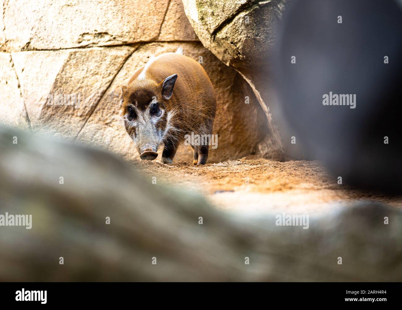 Un fiume Rosso Hog nella sua gabbia al Bioparco Fuengirola Foto Stock