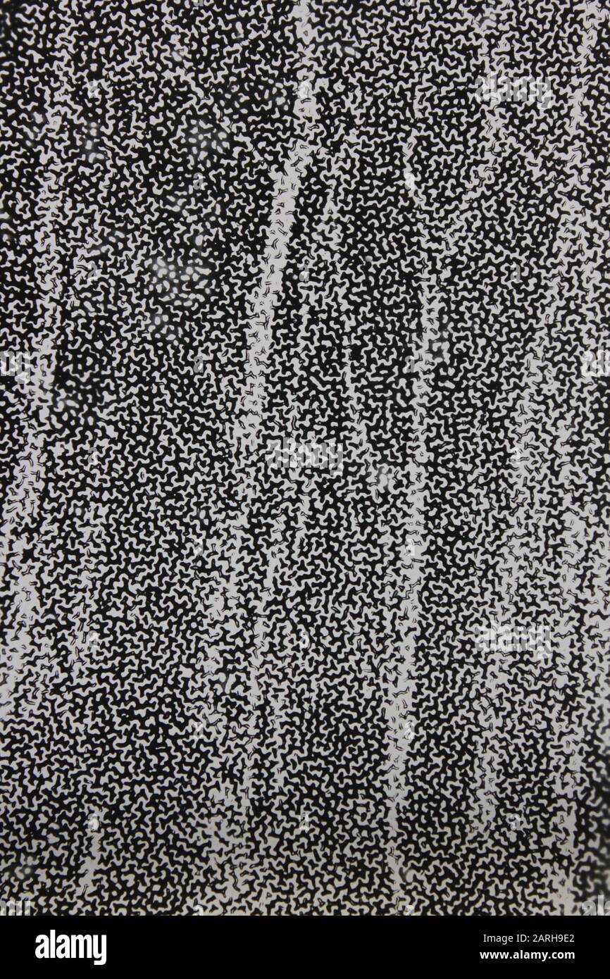 Fine anni '70 fotografia estrema in bianco e nero di una foresta piena di alberi di Aspen Foto Stock