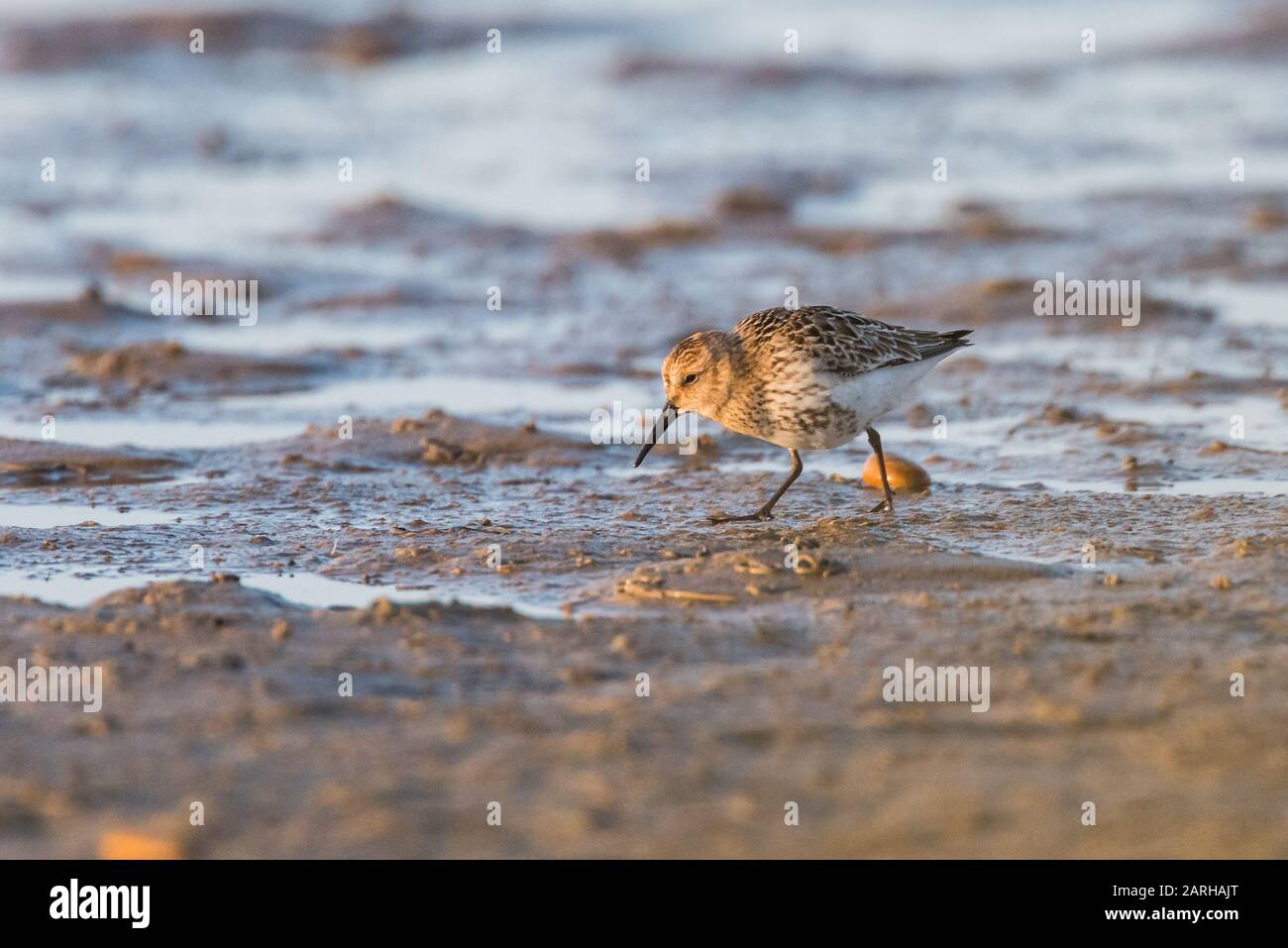 Dunlin, Caldris Alpina su fango appartamenti Foto Stock