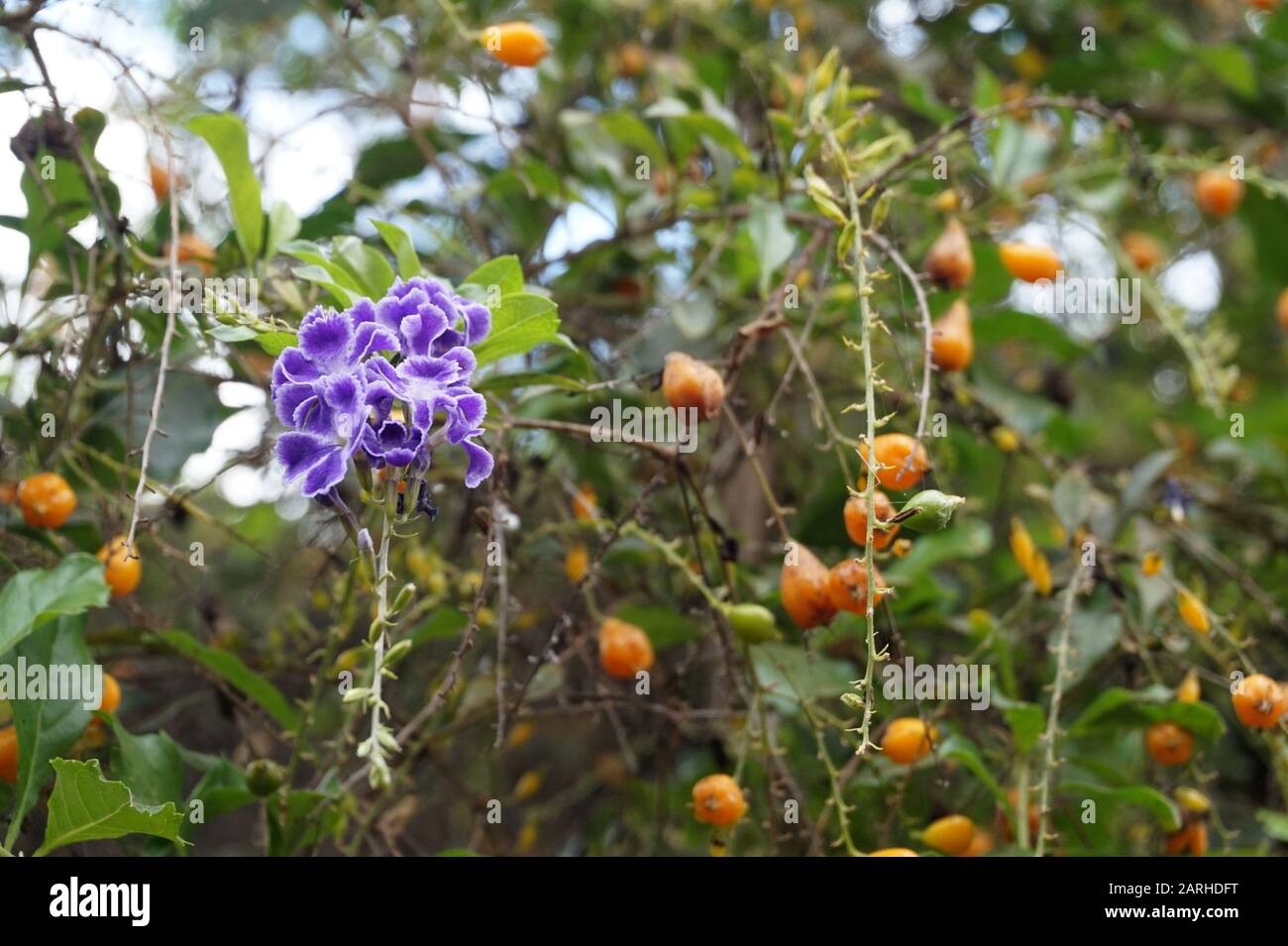 Dewdrop Dorato, Giardini Botanici Di Maspalomas, Gran Canaria, Spagna Foto Stock