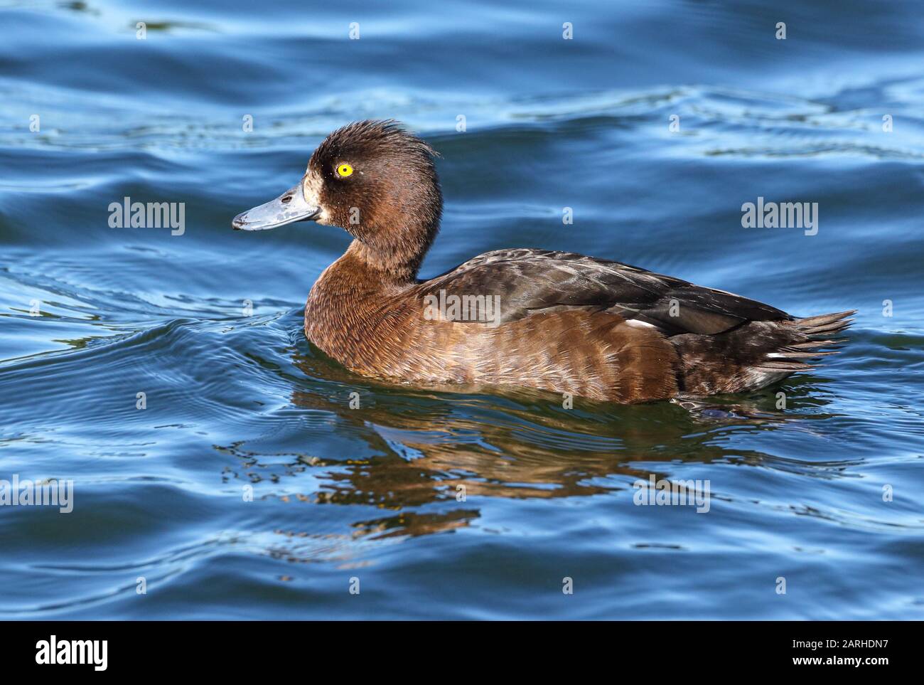 L'anatra fted femmina (Aythya fuligula) nuota sul Dieksee, Germania. Ci sono attualmente questo tipo di anatra. La tendenza è in aumento. Foto Stock