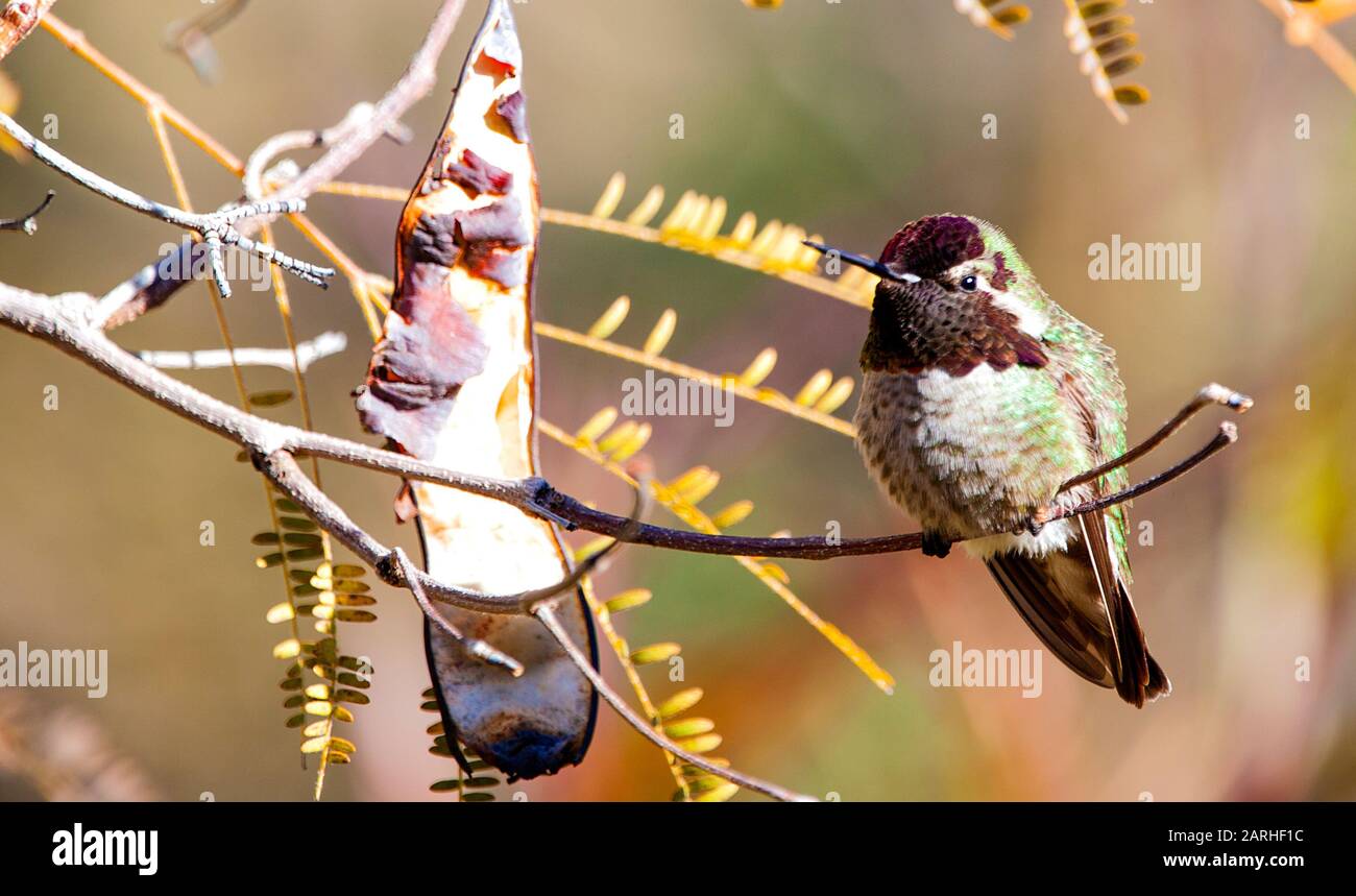 Un uccello humming maschile di colore scuro poggiato su un ramo Foto Stock