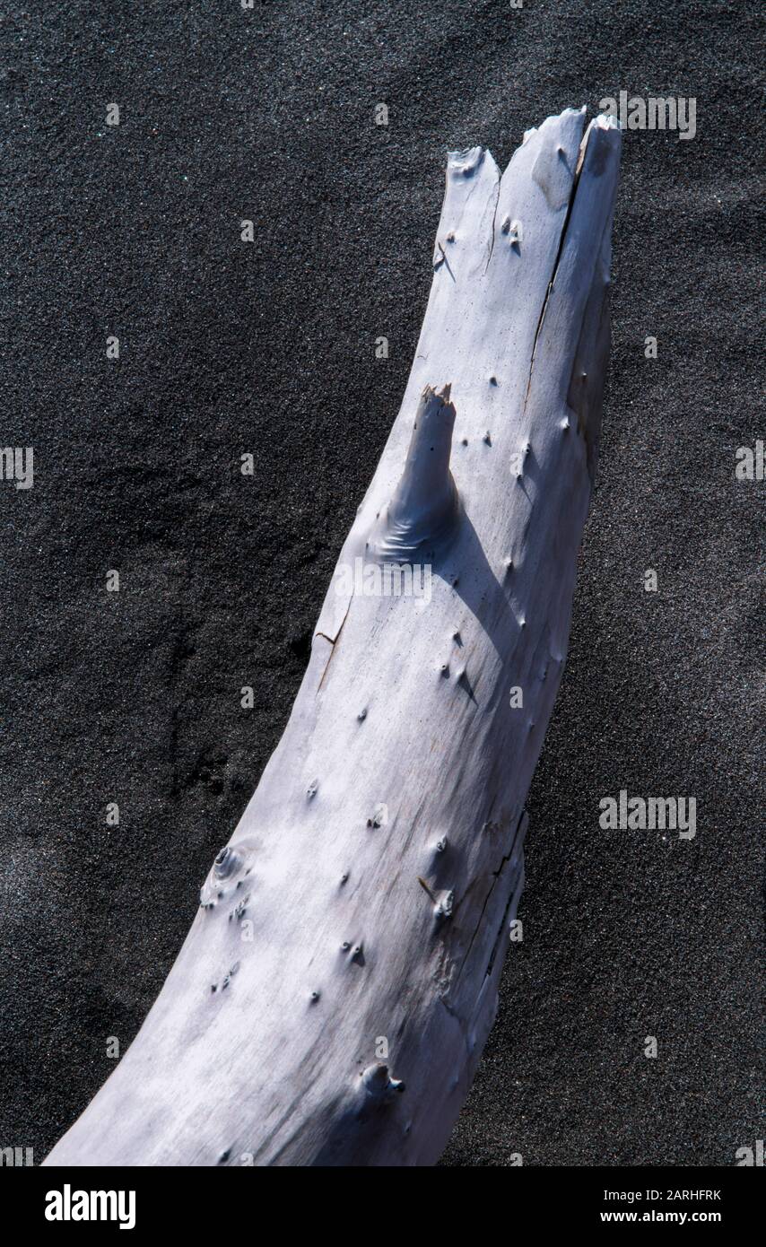 Driftwood bianco sbiancato contro il colore scuro e morbido della sabbia nera a Oakura Beach, Nuova Zelanda Foto Stock