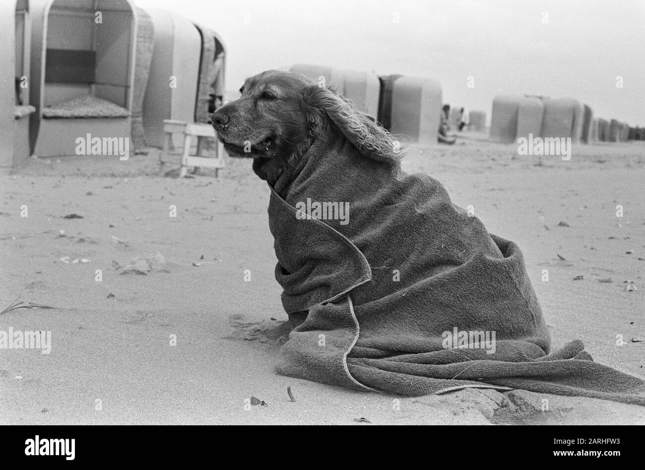 Estate alla fine. Cane in bagno asciugamano sulla spiaggia Data: 15 agosto 1967 Parole Chiave: Cani, spiagge, estati Foto Stock