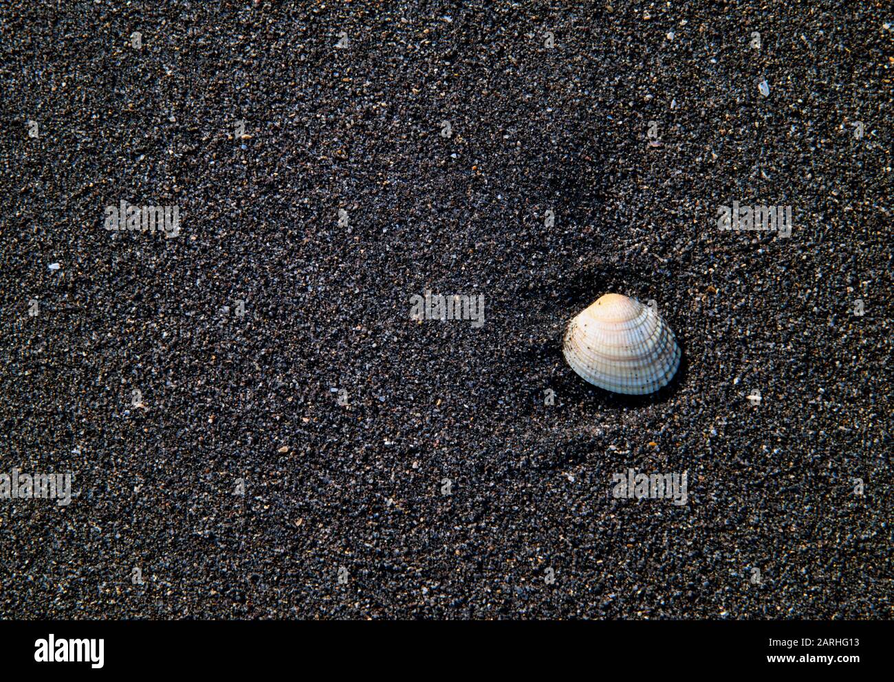 Particolare di una conchiglia sulla spiaggia di sabbia nera a Oakura Beach nella regione Taranaki della Nuova Zelanda Foto Stock