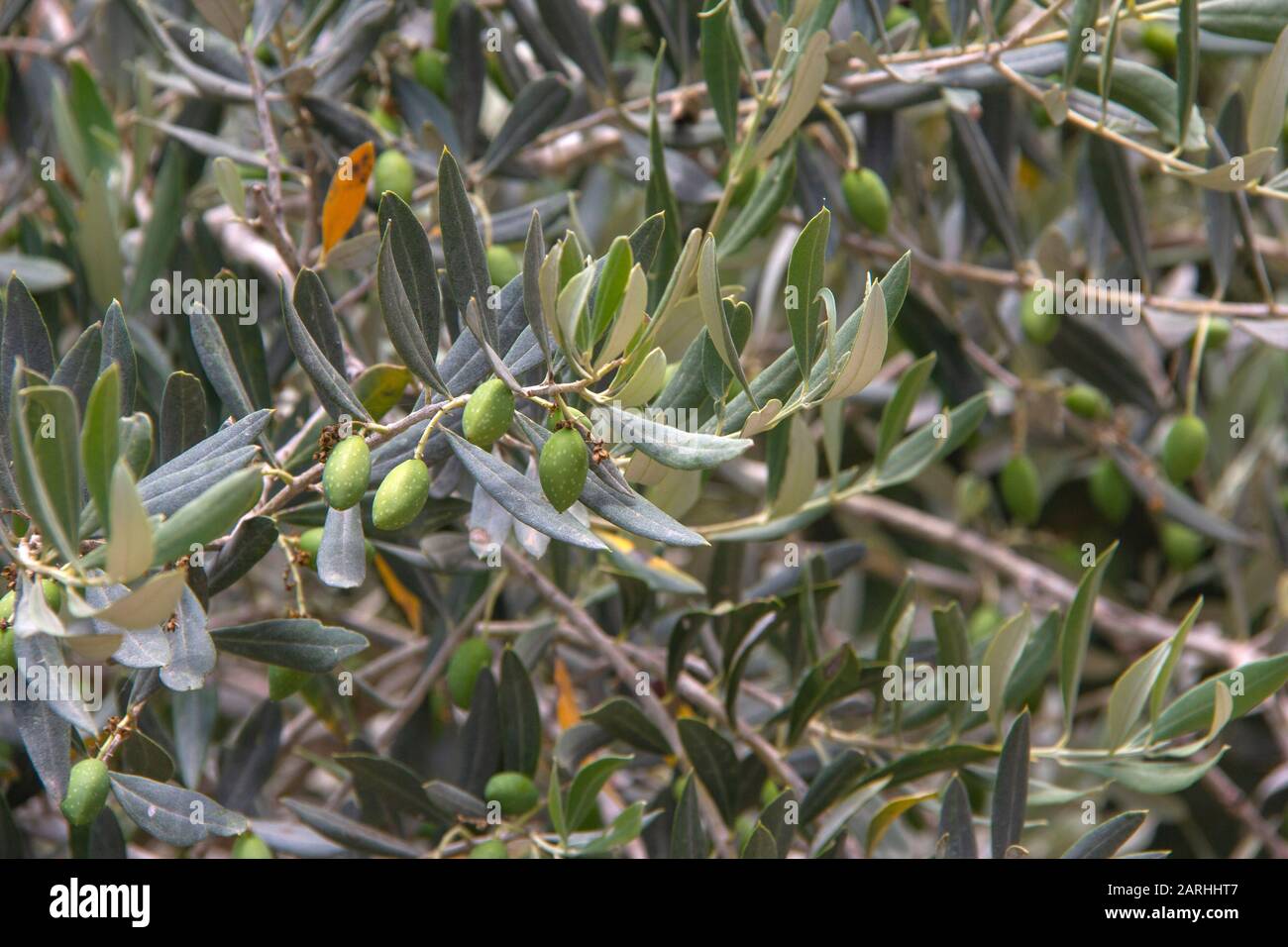 Albero di olivo Foto Stock