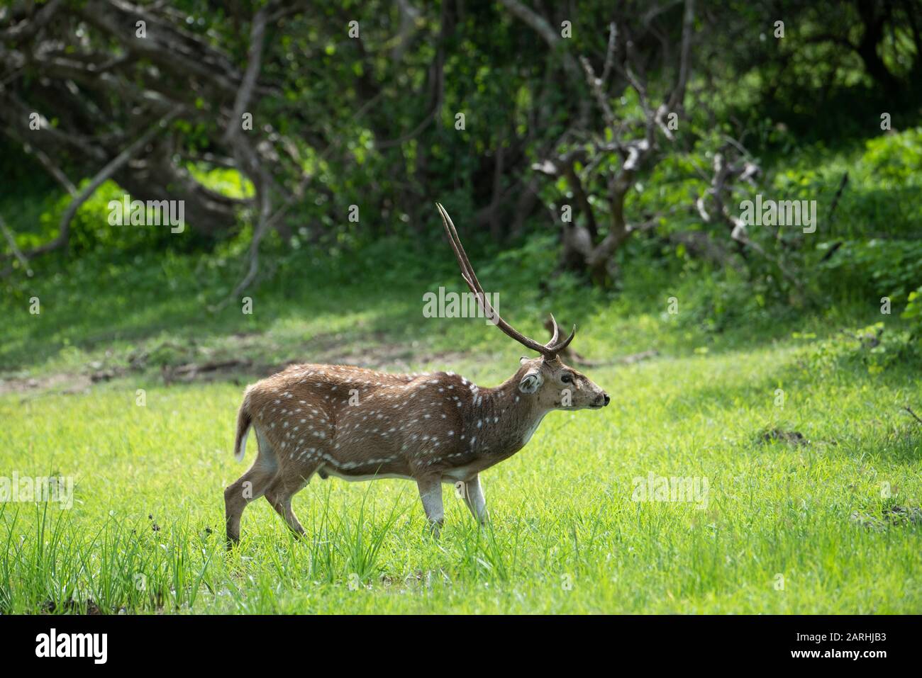 Sri Lanka Axis Aeer, Axis Ceylonensis O Ceylon Spotted Deer, Yala National Park, Sri Lanka Foto Stock