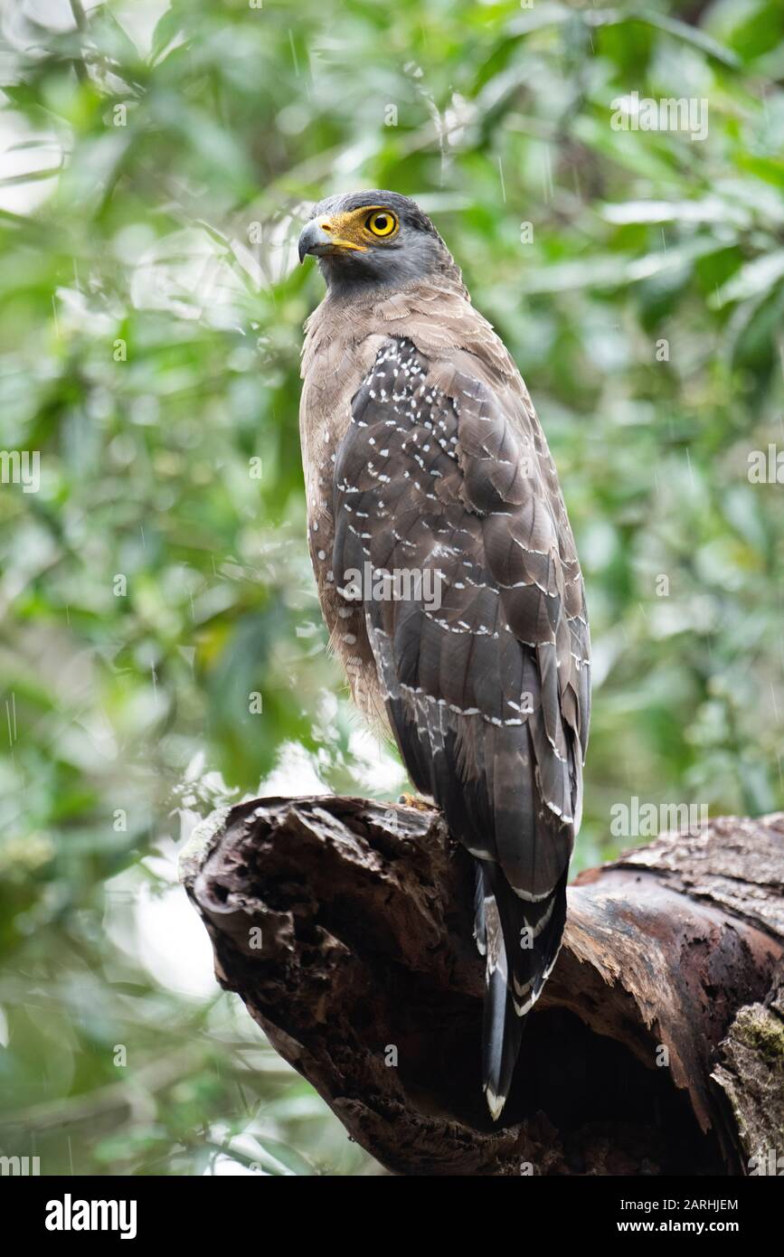 Crested Serpent Eagle, Spilornis cheela, arroccato in albero, Parco Nazionale di Wilpattu, Sri Lanka Foto Stock