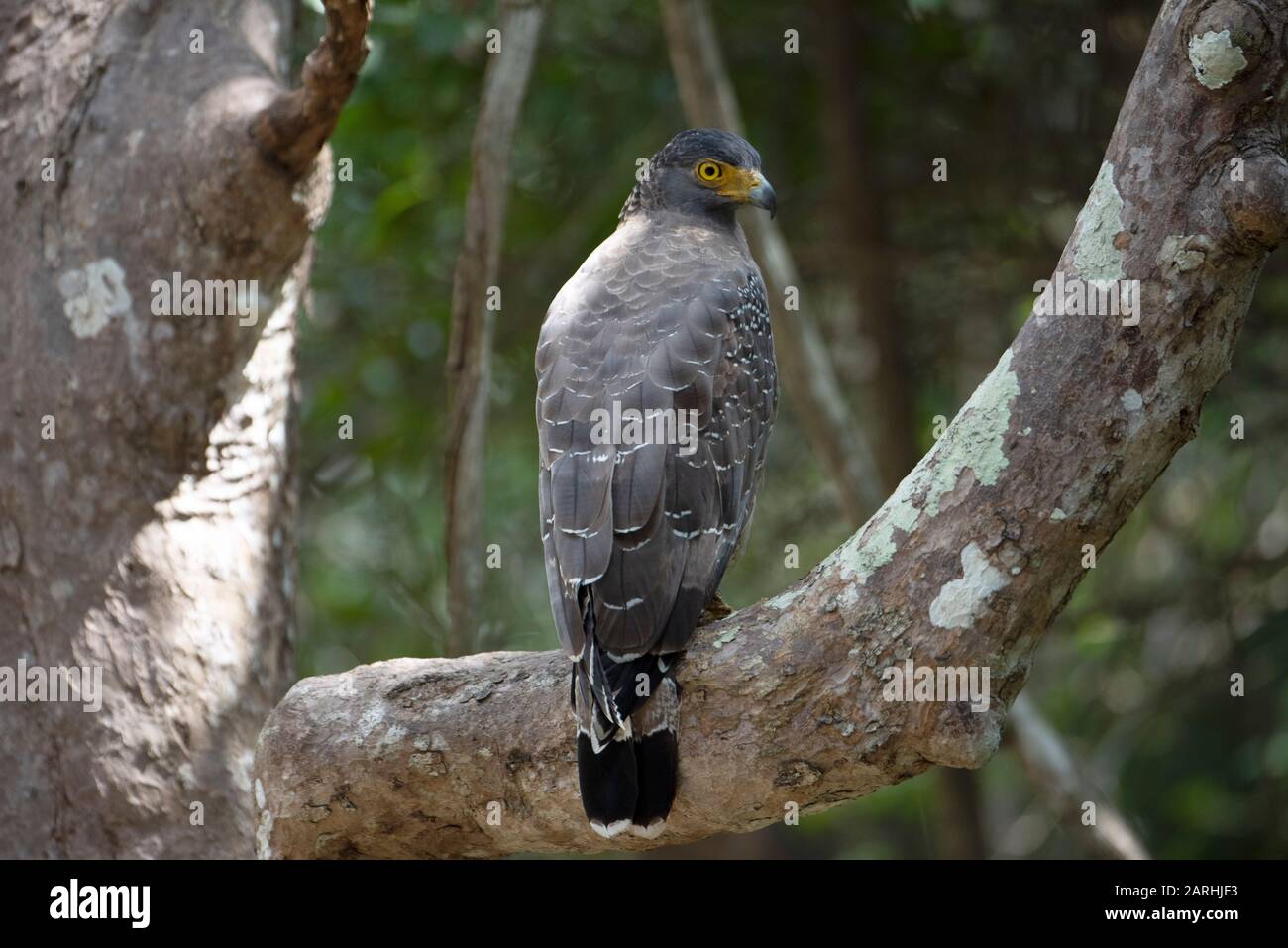 Crested Serpent Eagle, Spilornis cheela, arroccato in albero, Parco Nazionale di Wilpattu, Sri Lanka Foto Stock