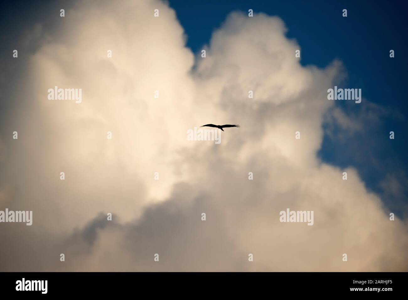 Mutevole Hawk-Eagle, Spizaetus cirrhatus, lago Dambulla, Sri Lanka, volare alto nelle nuvole Foto Stock