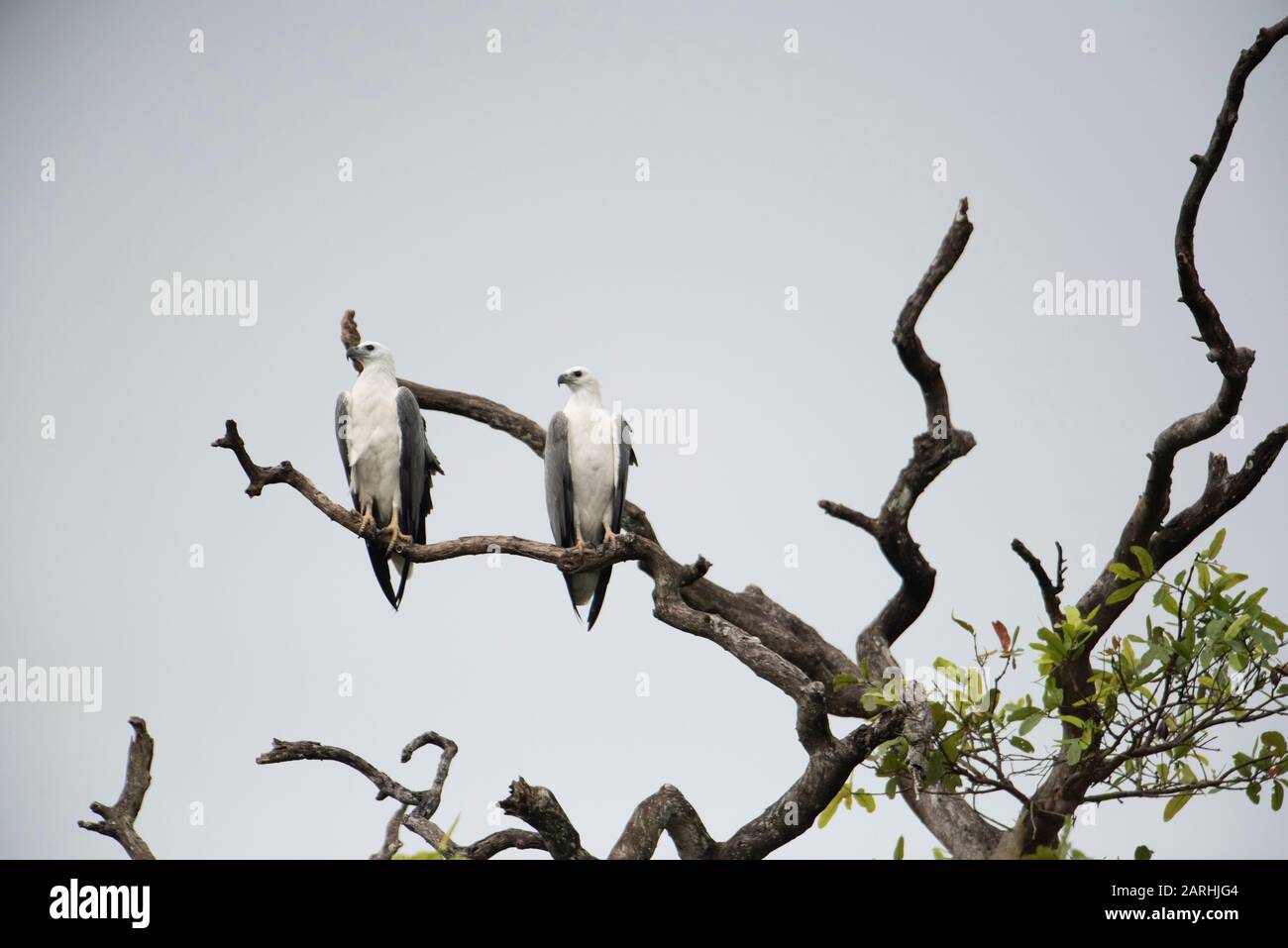 Aquila di mare Bianca Bellica, leukogaster di Haliaeetus, lago di Dambulla, coppia insieme appollaiato nell'albero, Sri Lanka, maschio & femmina Foto Stock