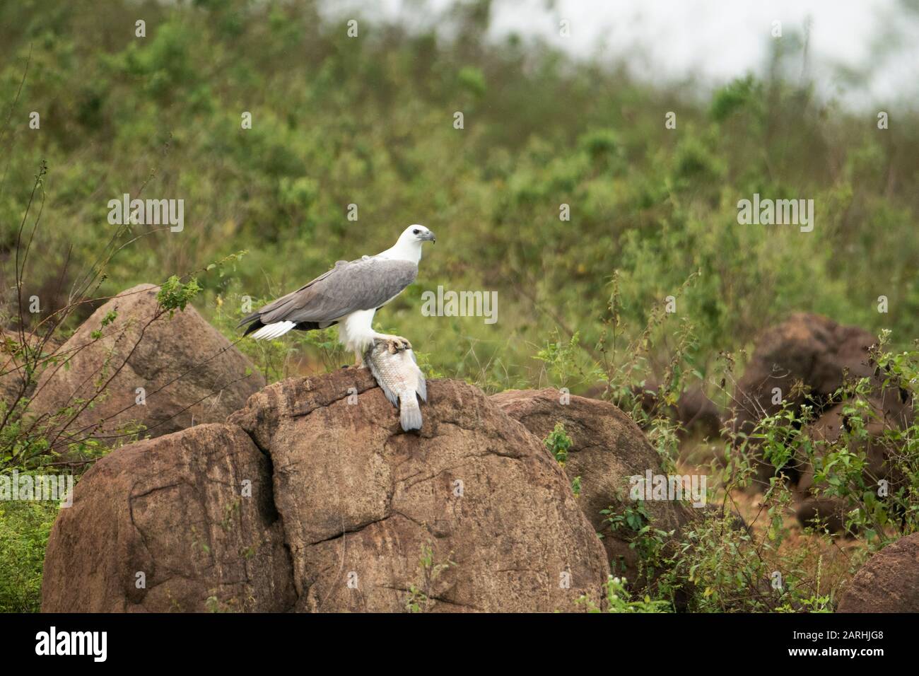 Aquila di mare bianca, leukogaster di Haliaeetus, su roccia con preda di pesce, alimentazione, Kumana Ramsar Wetland Cluster, Parco Nazionale, Sri Lanka Foto Stock