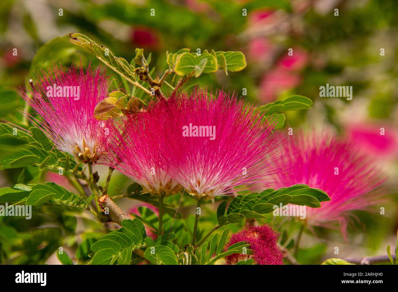 Rosa Mimosa fiore cresce nel deserto Foto Stock