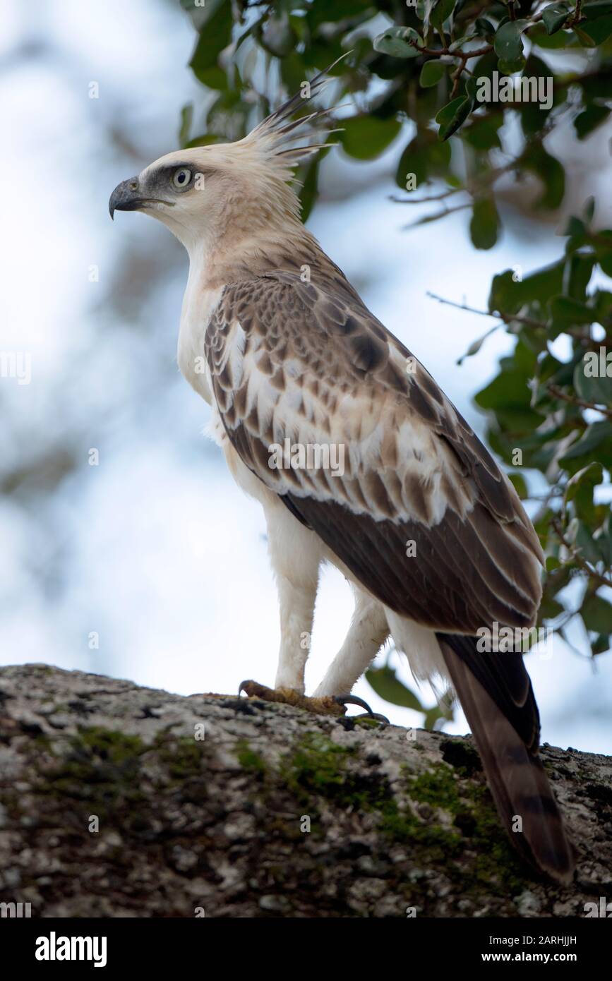 Mutevole Hawk-Eagle, Spizaetus cirrhatus, arroccato in albero, guardando, Parco Nazionale di Yala, Sri Lanka Foto Stock