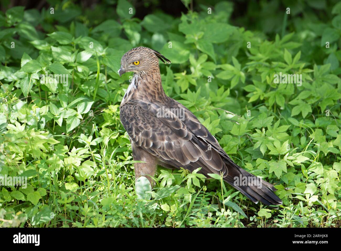 Crested/Changeable Hawk Eagle, Nisaetus cirrhatus, in preda alla cattura del suolo, Yala National Park, Sri Lanka Foto Stock