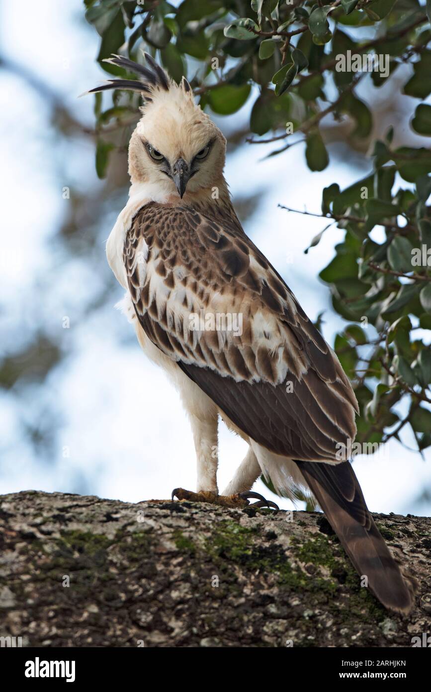 Mutevole Hawk-Eagle, Spizaetus cirrhatus, arroccato in albero, guardando, Parco Nazionale di Yala, Sri Lanka Foto Stock