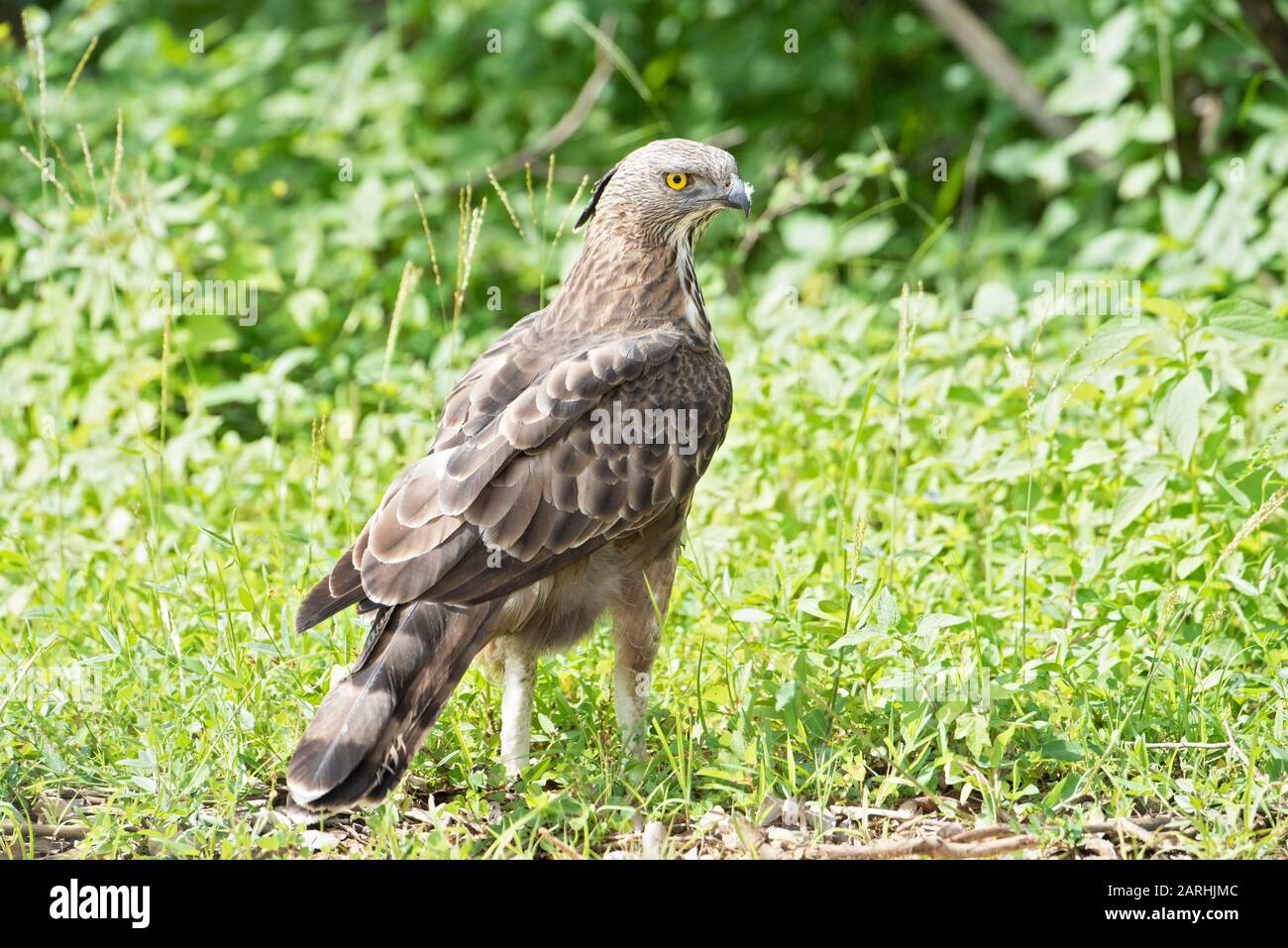 Crested/Changeable Hawk Eagle, Nisaetus cirrhatus, in preda alla cattura del suolo, Yala National Park, Sri Lanka Foto Stock
