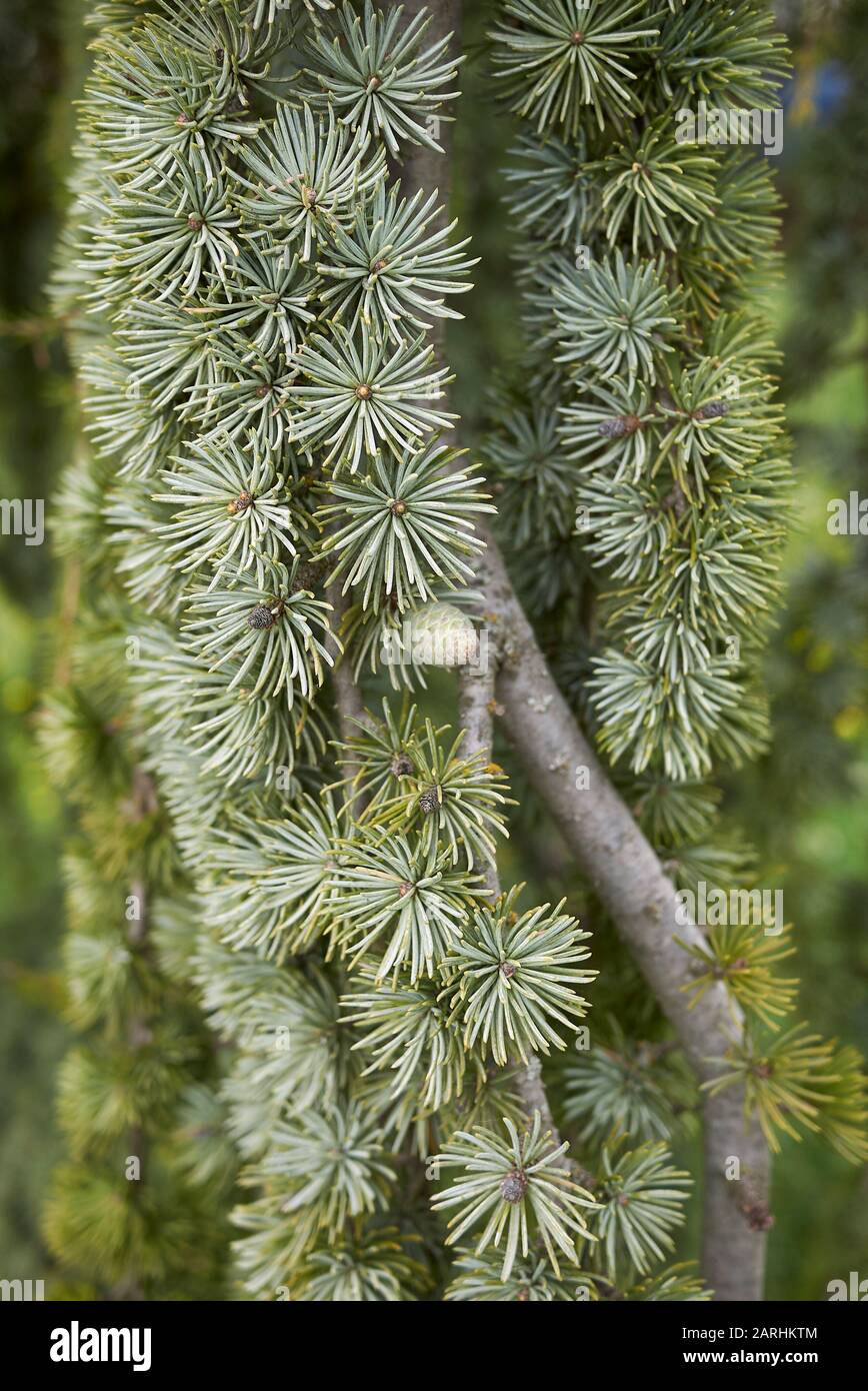 Cedrus atlantica glauca pendula albero Foto Stock