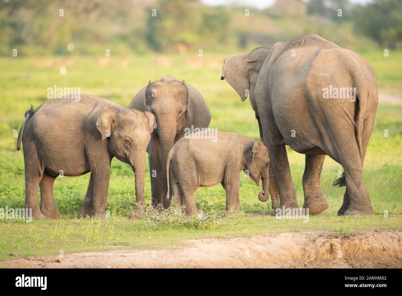 Sri Lanka Elephant, Elephas Maximus Maximus, Yala National Park, Sri Lanka, In Pericolo, Iucn Red Data List Foto Stock