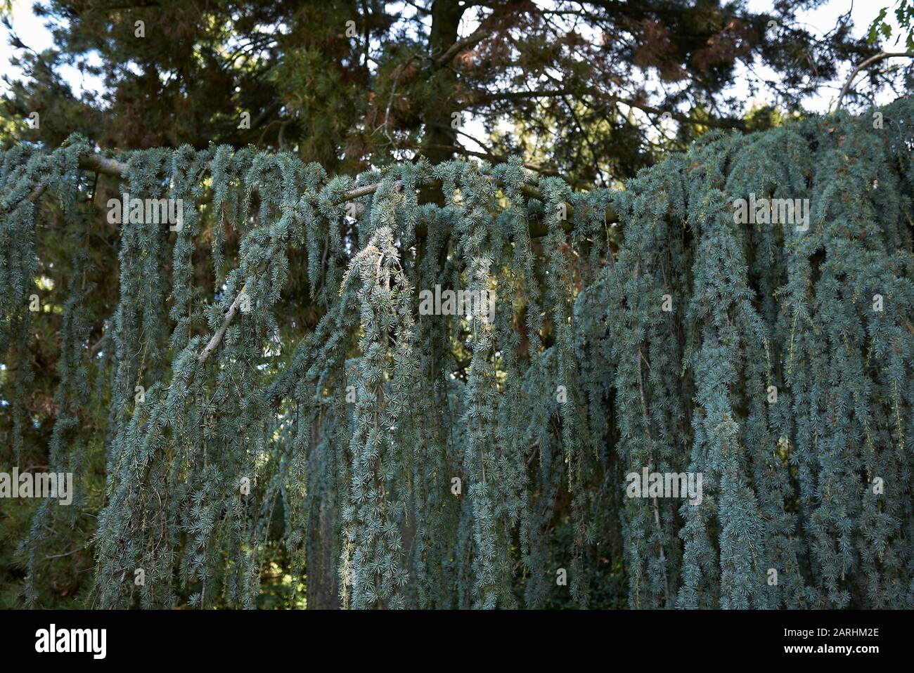 Cedrus atlantica glauca pendula albero Foto Stock