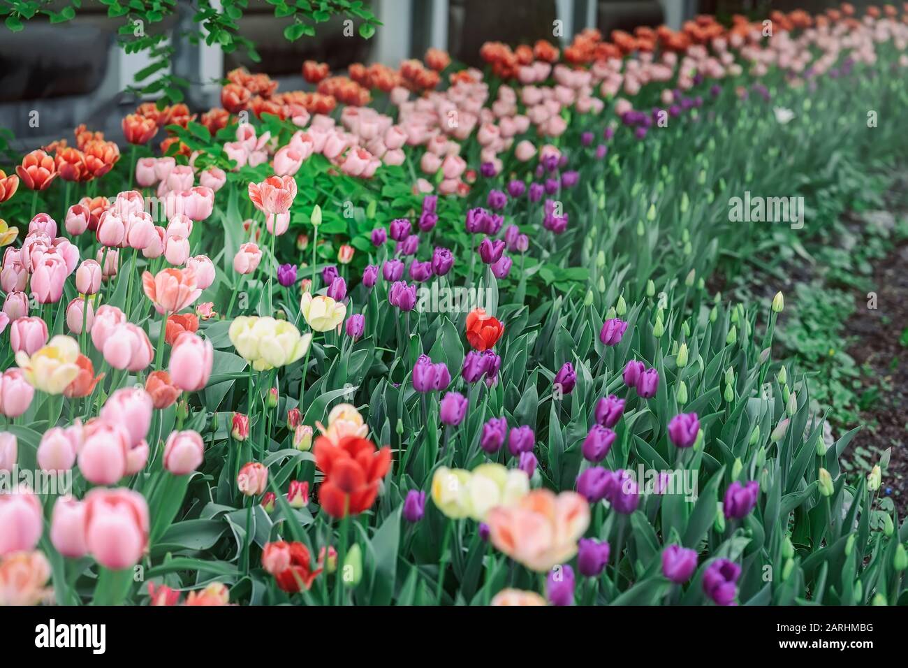 Fiori colorati letti nel parco giardino. Paesaggio primaverile Foto Stock