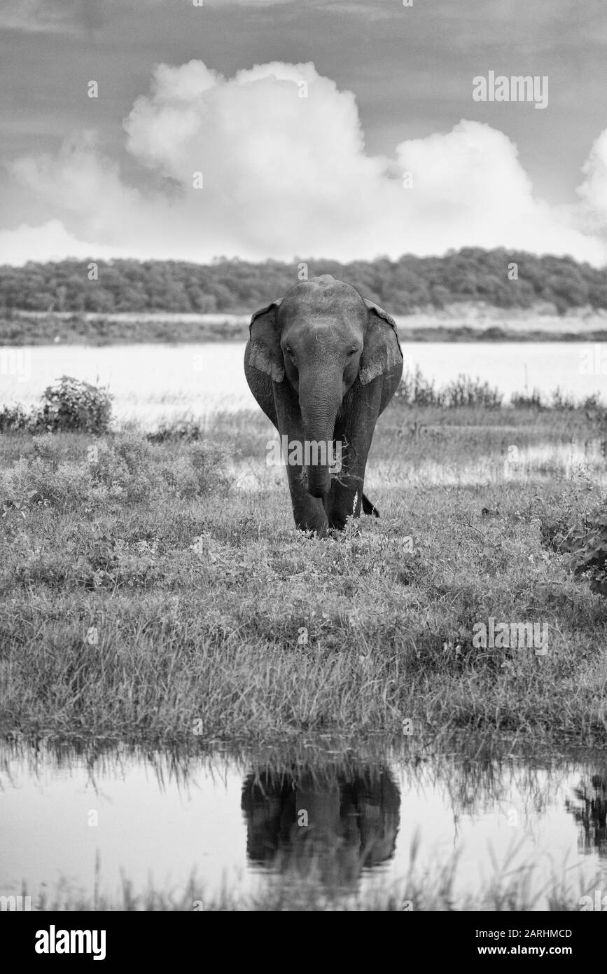 Sri Lanka Elephant, Elephas Maximus Maximus, Kumana National Park, Sri Lanka, Endangered, Iucn Red Data List Foto Stock