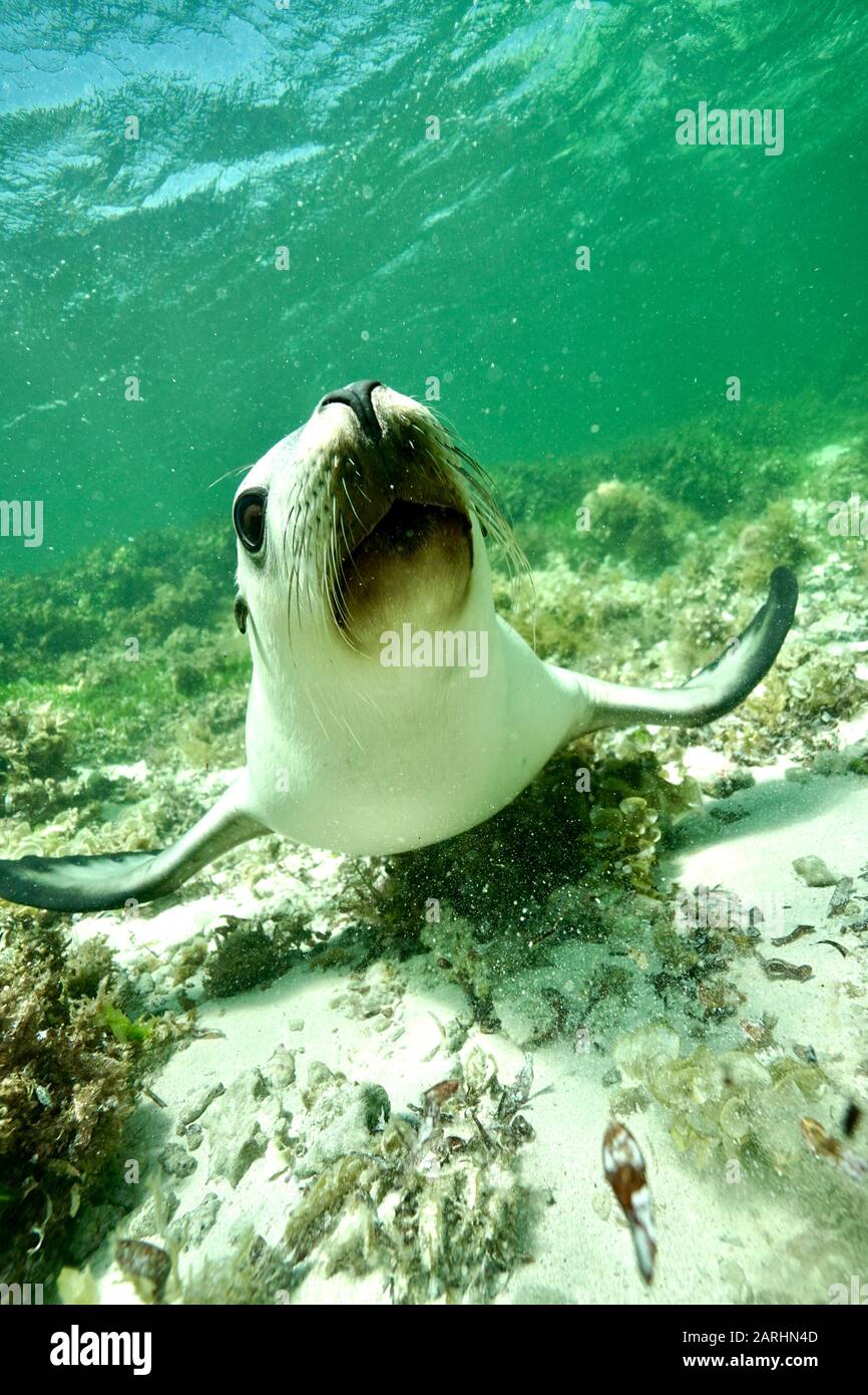 Bacio di leone di mare Foto Stock