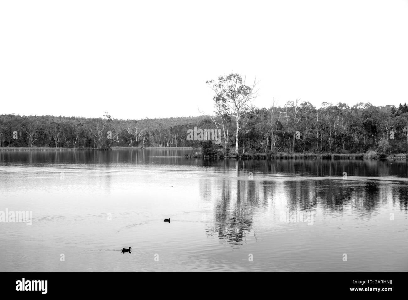 Il Serbatoio di Barossa in bianco e nero con alberi sullo sfondo e anatre in primo piano Foto Stock