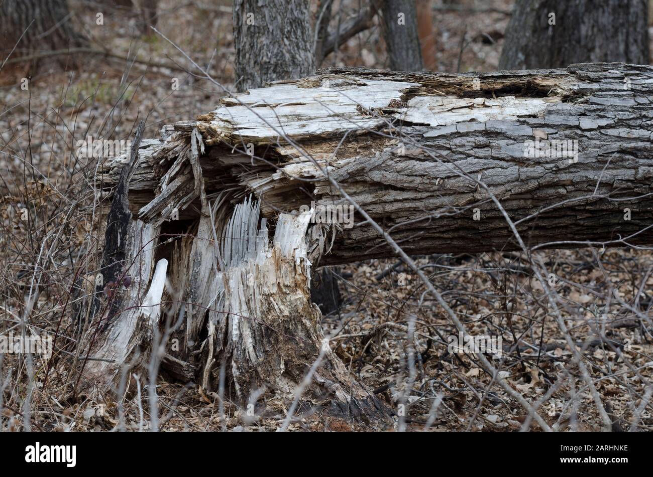 Cottonwood, Populus deltoides, abbattuto Foto Stock