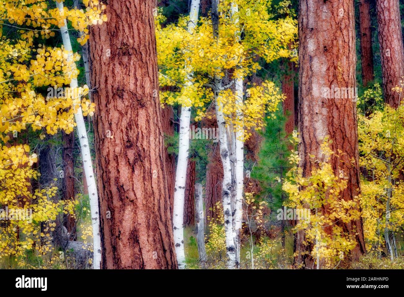 aspaens e i tronchi di Ponderosa Pine colorati autunnali al Black Butte Ranch. Oregon Foto Stock