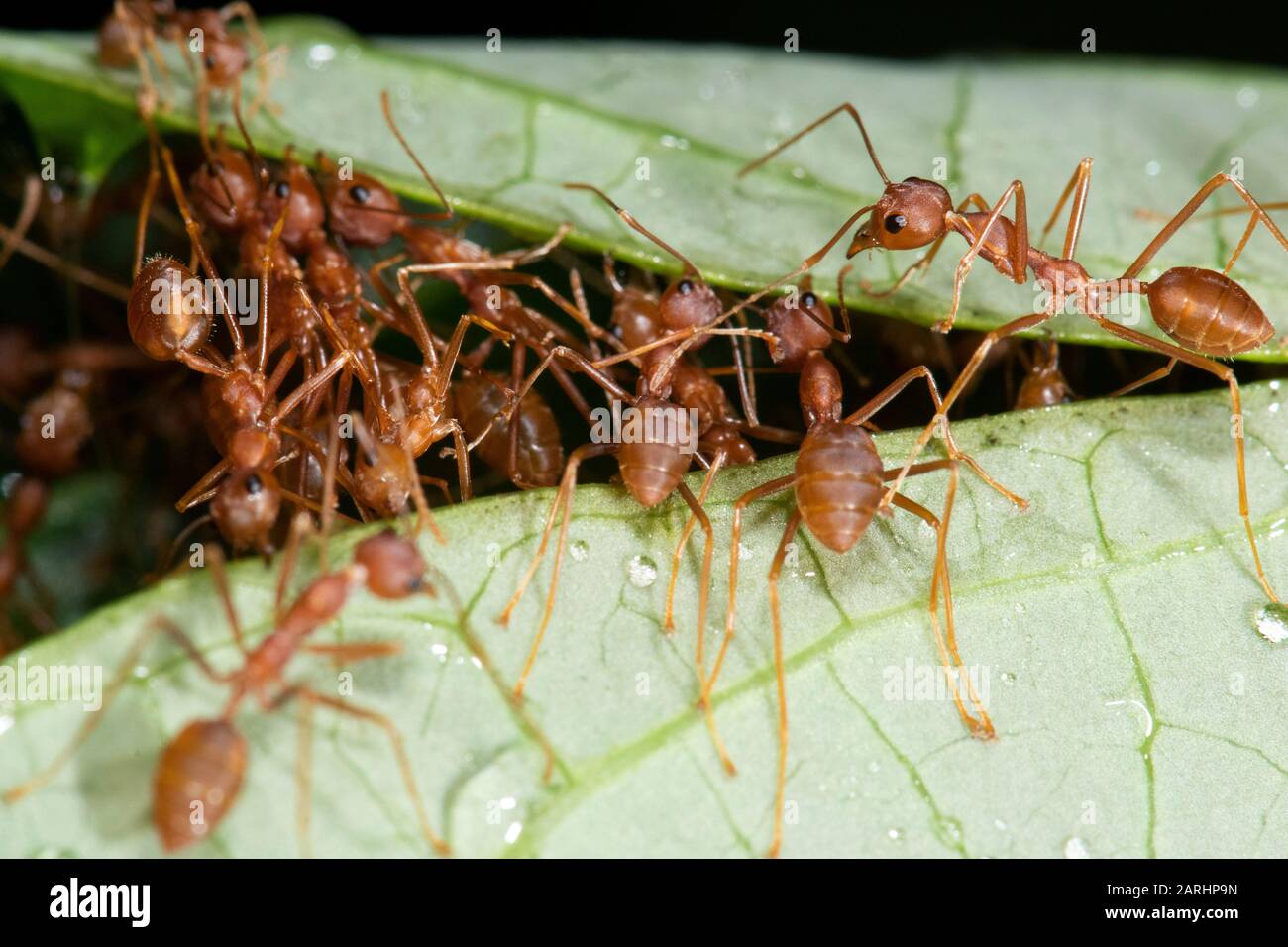 Weaver Ant, Oecophylla smartagdina, Sinharaja Sito Patrimonio Mondiale dell'Umanità, Sri Lanka, formica di alberi verdi, o gastro arancione. Specie di arboreo trovato in tropico Foto Stock