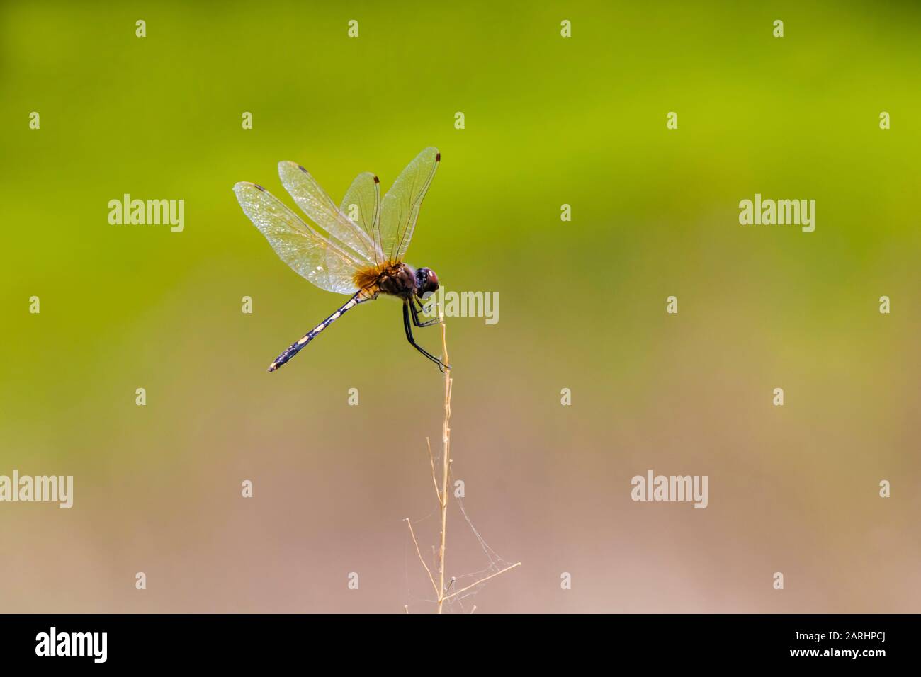 Dragonfly bellezza del Bangladesh Foto Stock