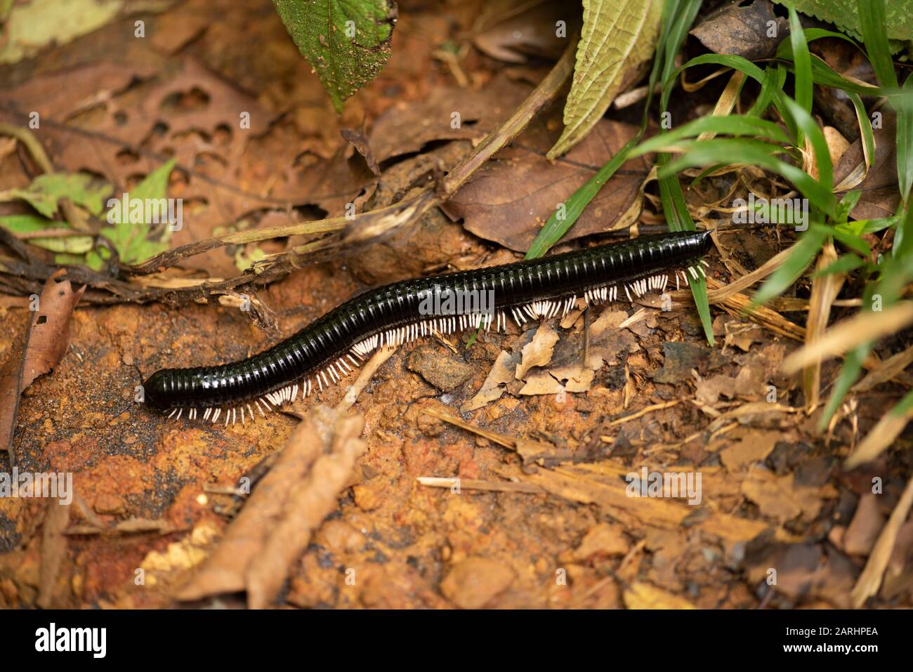 Millipede gigante, Spirostreptus Centrurus, Ktenostreptus, Sinharaja Sito Patrimonio dell'Umanità, Sri Lanka, strisciando lungo il pavimento della foresta Foto Stock