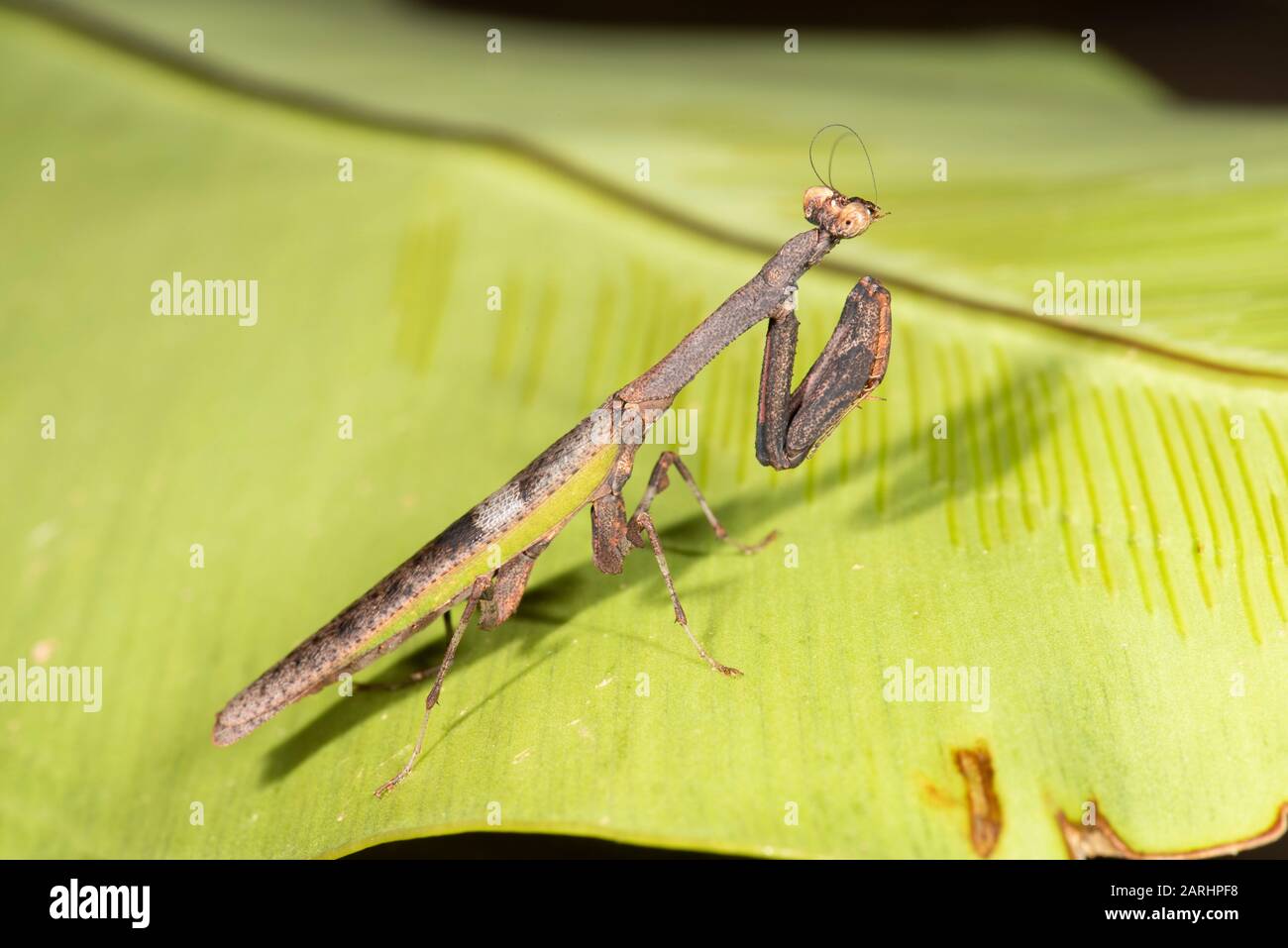 Empuridae mantis, in foglia nella giungla, inharaja Sito Patrimonio dell'Umanità, Sri Lanka, Foto Stock