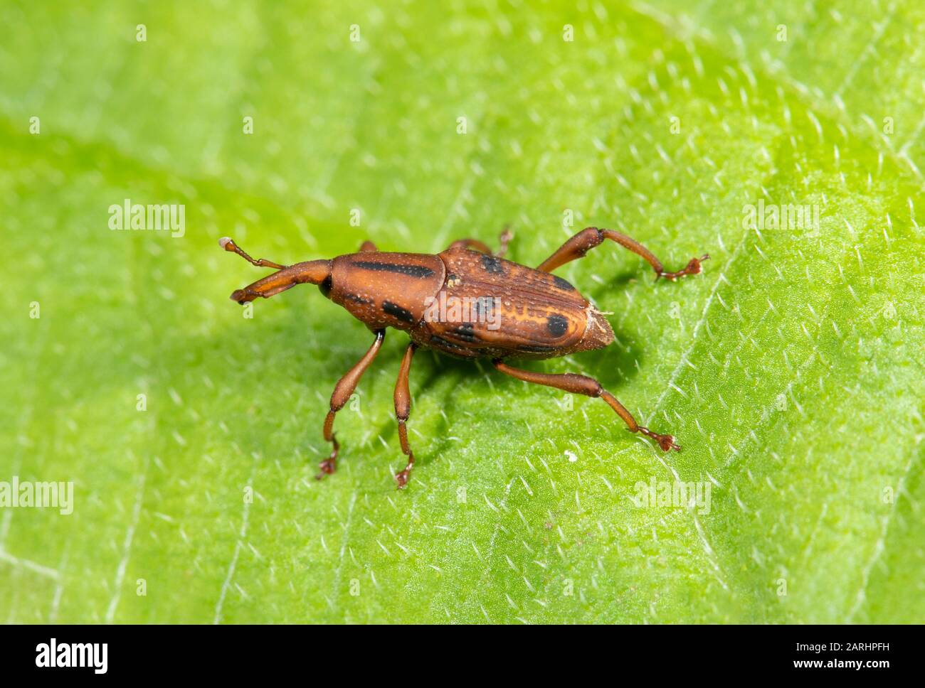 Eminfoglio, Curculionidae, Sinharaja Sito Patrimonio dell'Umanità, Sri Lanka, su foglia nella giungla Foto Stock