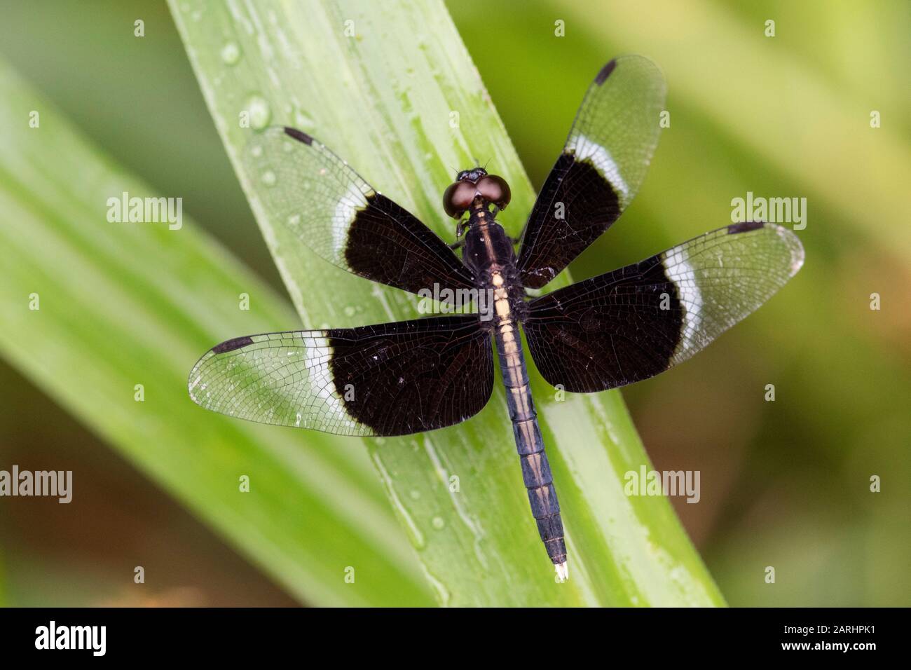 Pied Parasol Dragonfly, Neurothemis tullia, Ramsar Wetland, Sri Lanka, arroccato su foglia Foto Stock