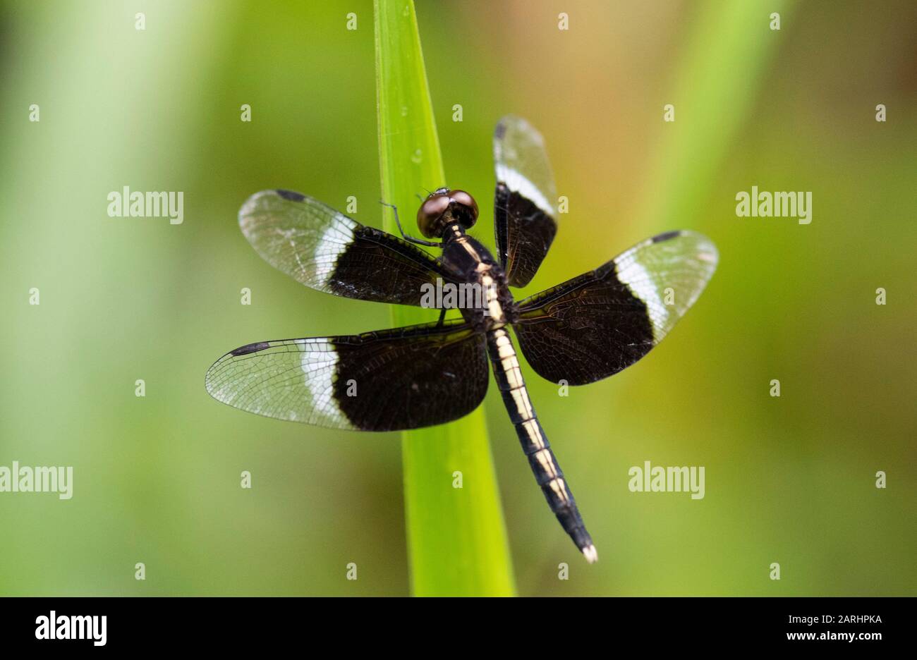 Pied Parasol Dragonfly, Neurothemis tullia, Ramsar Wetland, Sri Lanka, arroccato su foglia Foto Stock