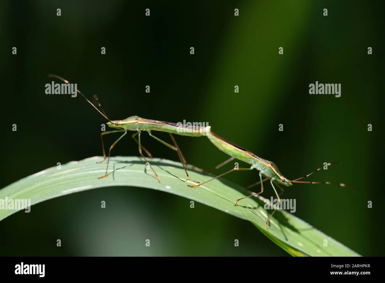 Bugs Vegetali, Miridae Sp, Accoppiamento Di Coppia, Ramsar Wetland, Sri Lanka, Foto Stock