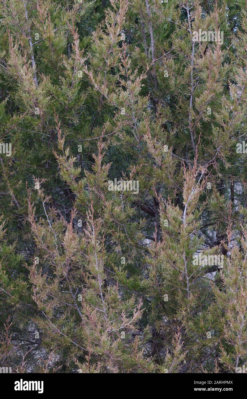 Cedro rosso orientale, Juniperus virginiana Foto Stock