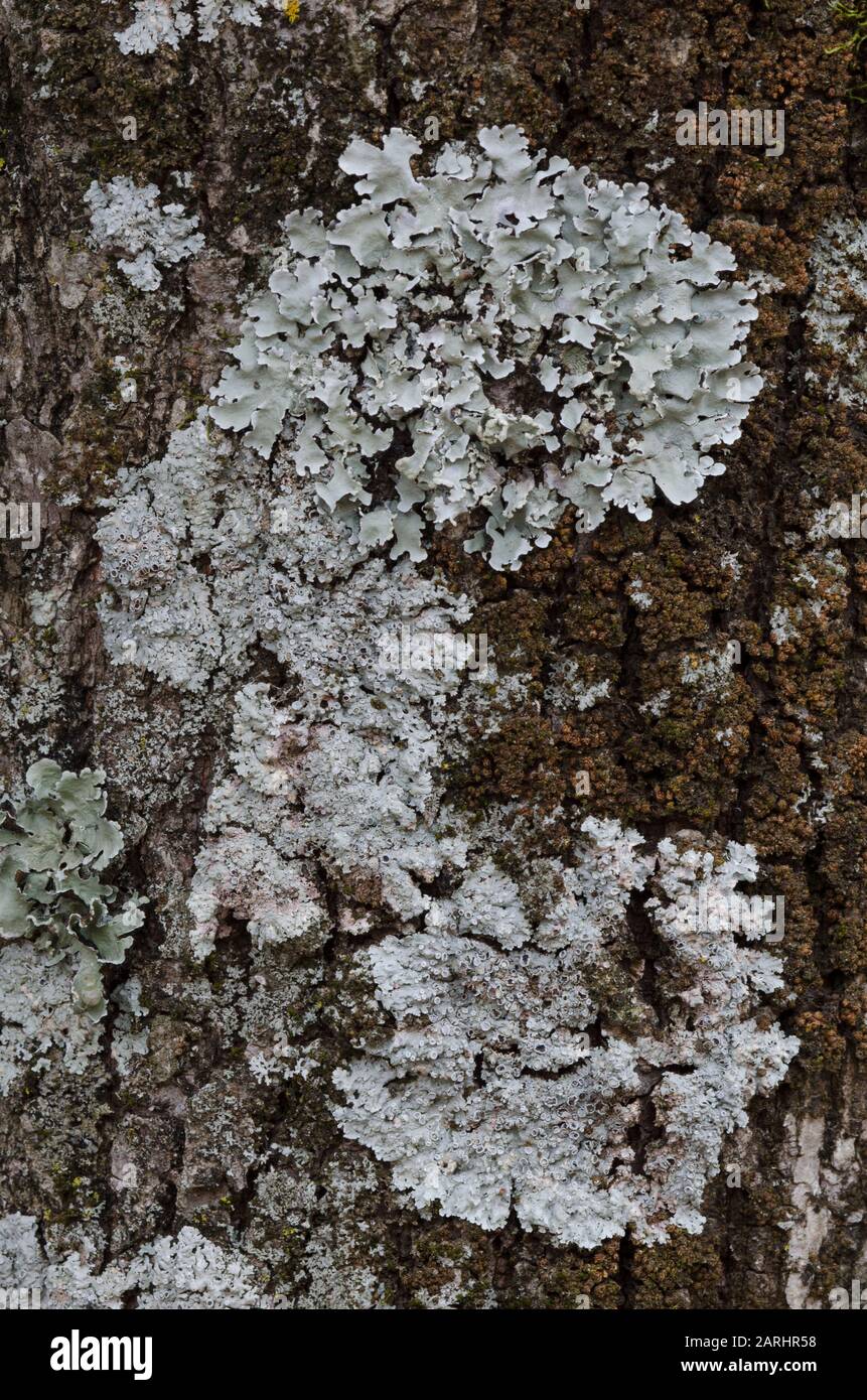 Lichen, Calopaca sp., Flavoparmelia sp., Parmotrema sp., crescendo su post rovere, Quercus stellata Foto Stock