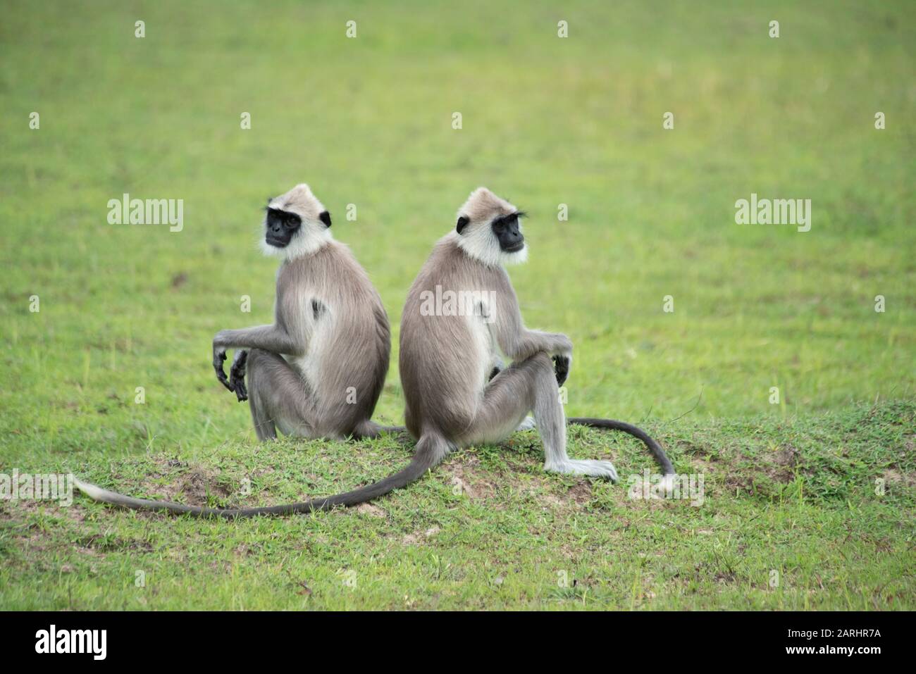 Tufted Grigio Langur, Semnopithecus priam, coppia seduta indietro, Kumana Ramsar Wetland Cluster, Sri Lanka Foto Stock
