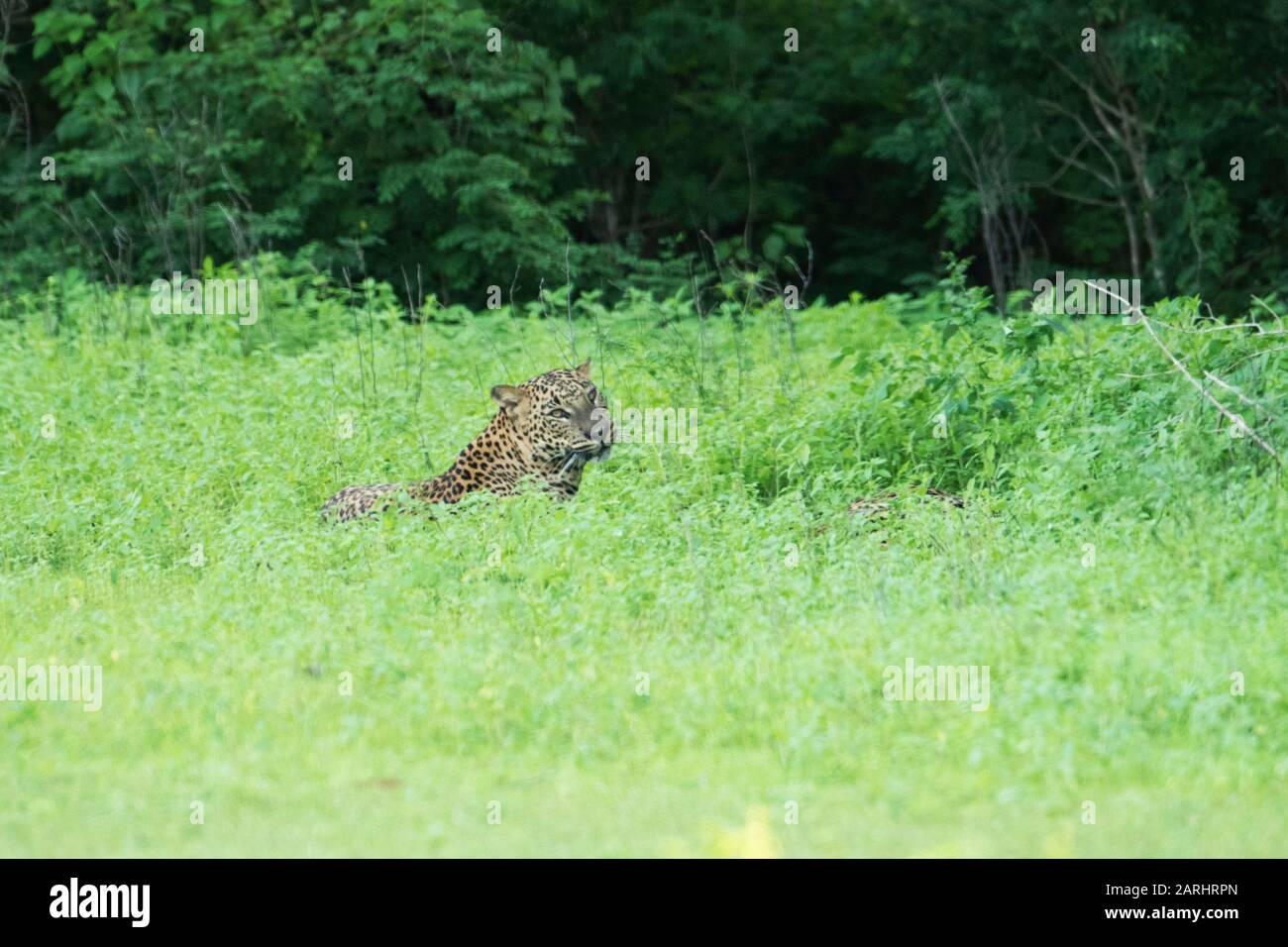 Posa di leopardo in erba lunga, Panthera pardus, Parco Nazionale di Yala, Sri Lanka Foto Stock