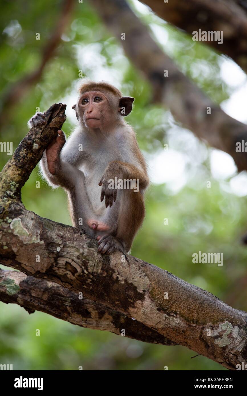 Toque Macaque, Macaca sinica, arrampicata in albero, Parco Nazionale Wilpattu, Sri Lanka Foto Stock