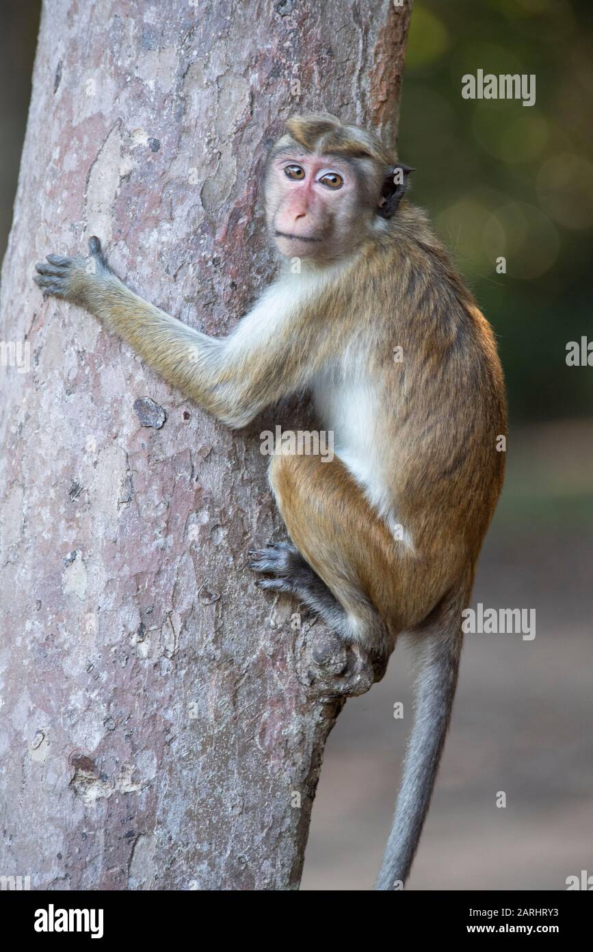 Toque Macaque, Macaca sinica, arrampicata in albero, Parco Nazionale Wilpattu, Sri Lanka Foto Stock